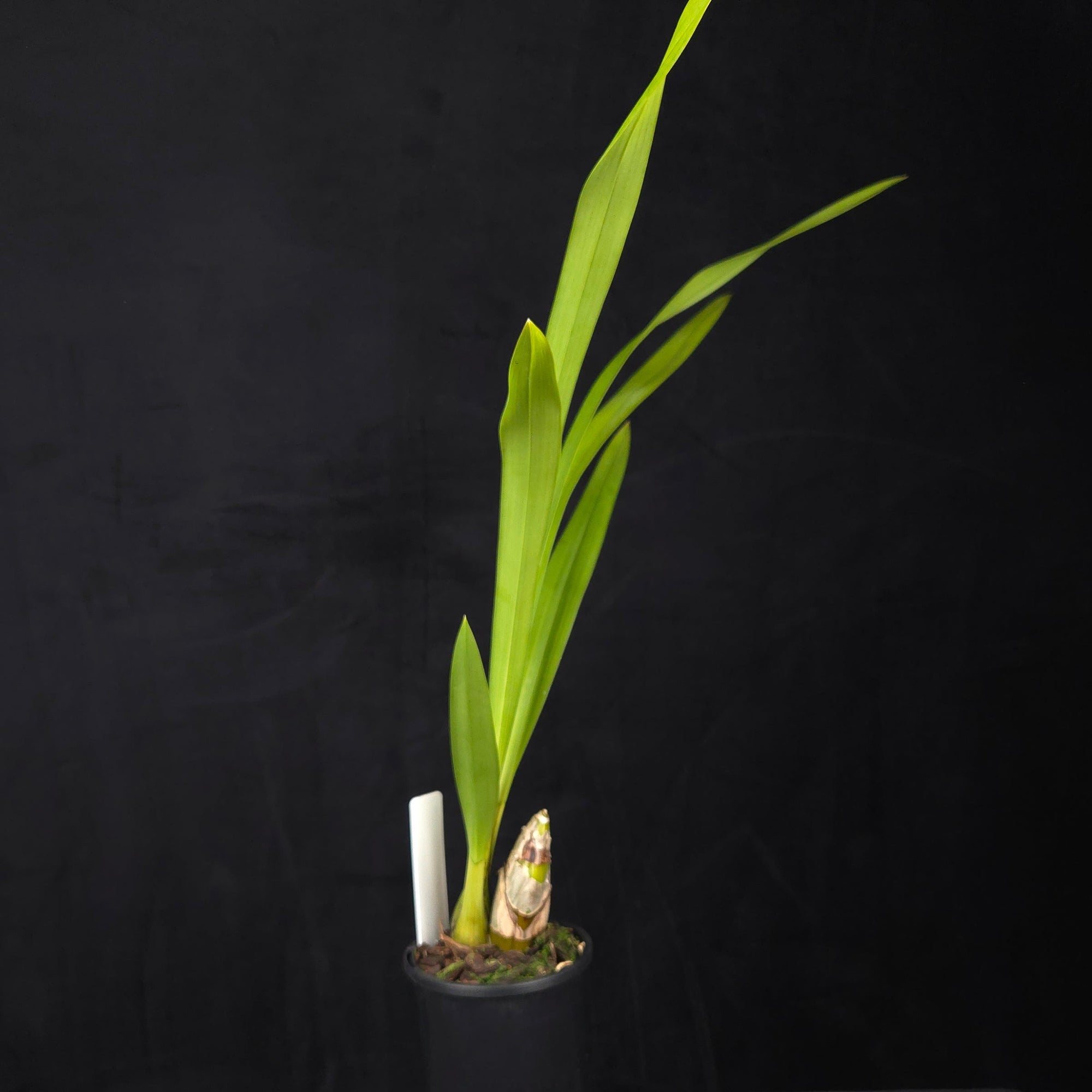 Cymbidium lowianum var. lowianum
