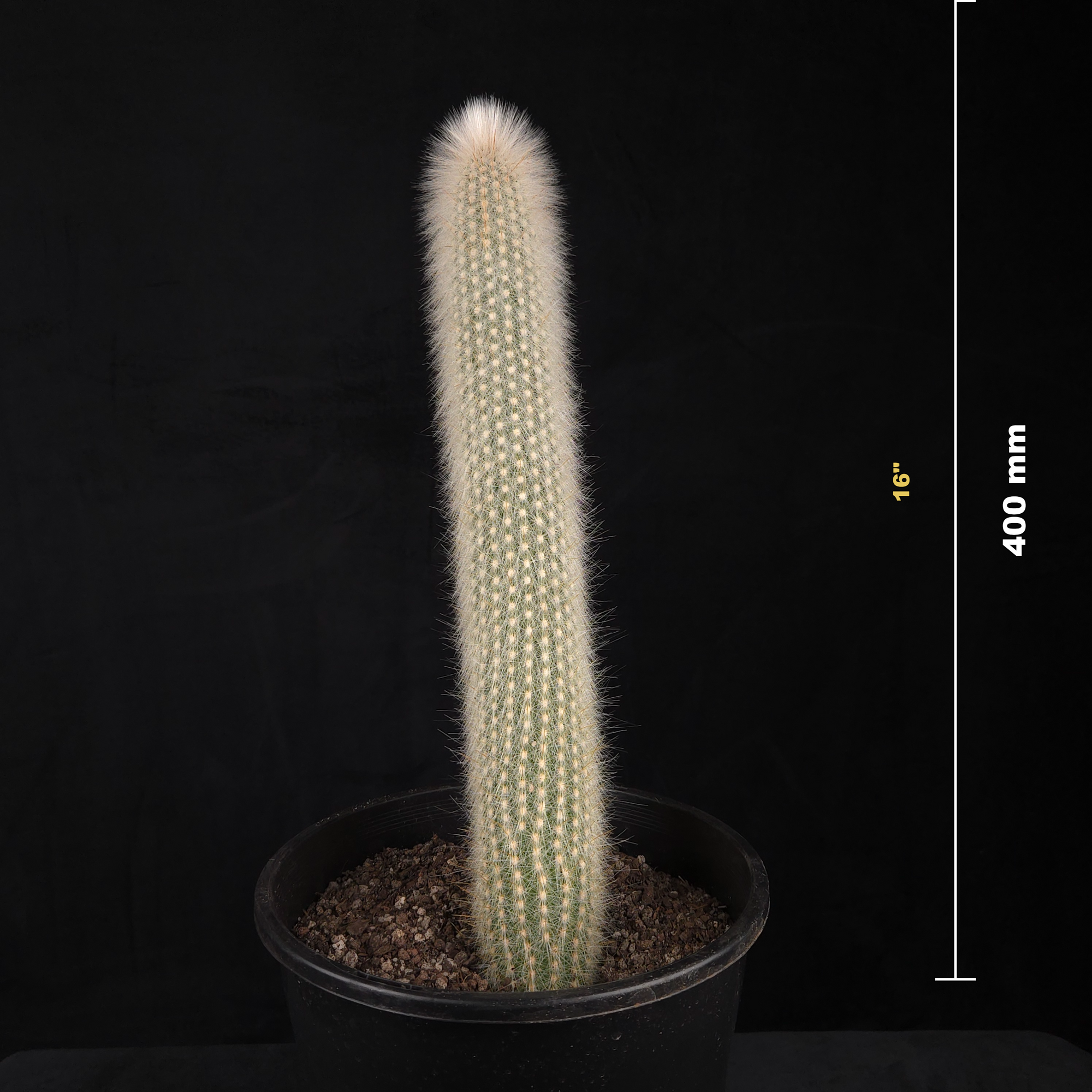 Cleistocactus strausii – Silver Torch Cactus