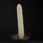 Cleistocactus strausii – Silver Torch Cactus