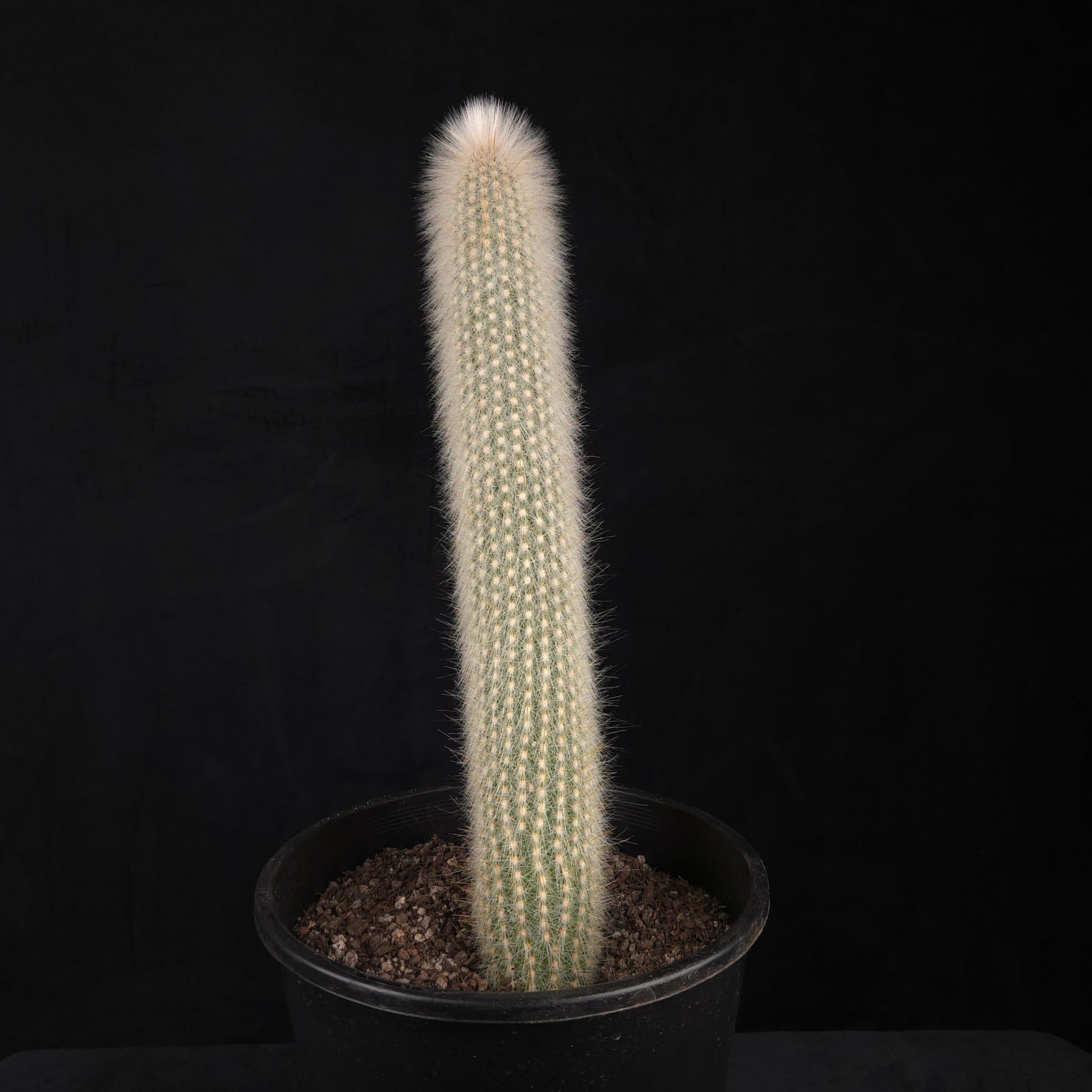 Cleistocactus strausii – Silver Torch Cactus