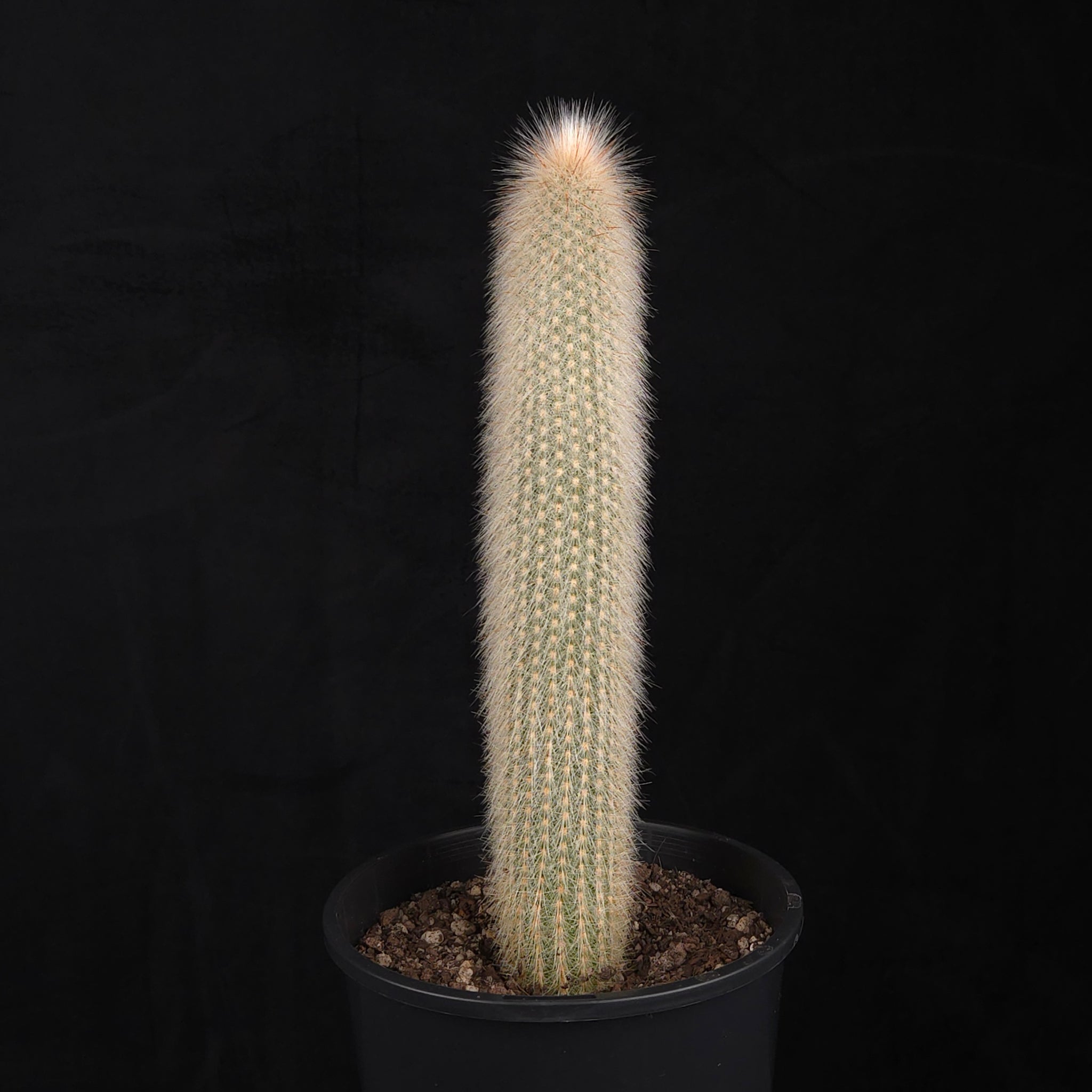 Cleistocactus strausii – Silver Torch Cactus