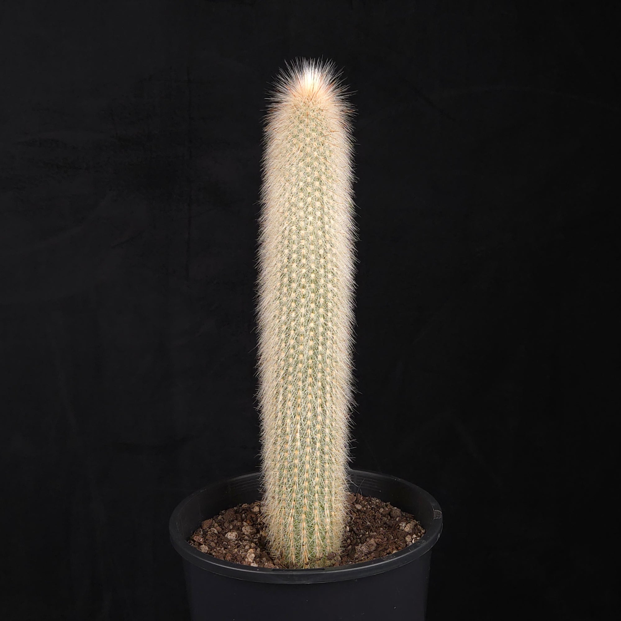 Cleistocactus strausii – Silver Torch Cactus