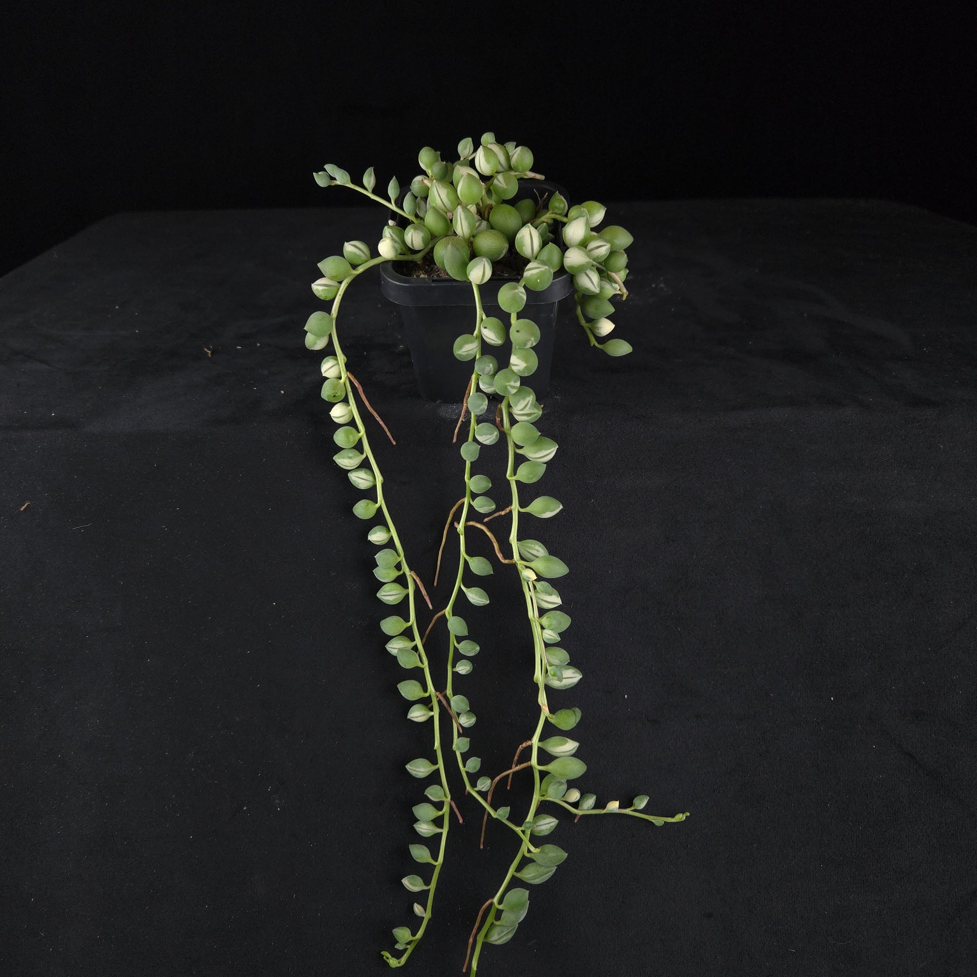 Senecio rowleyanus ‘Weeping Angel’