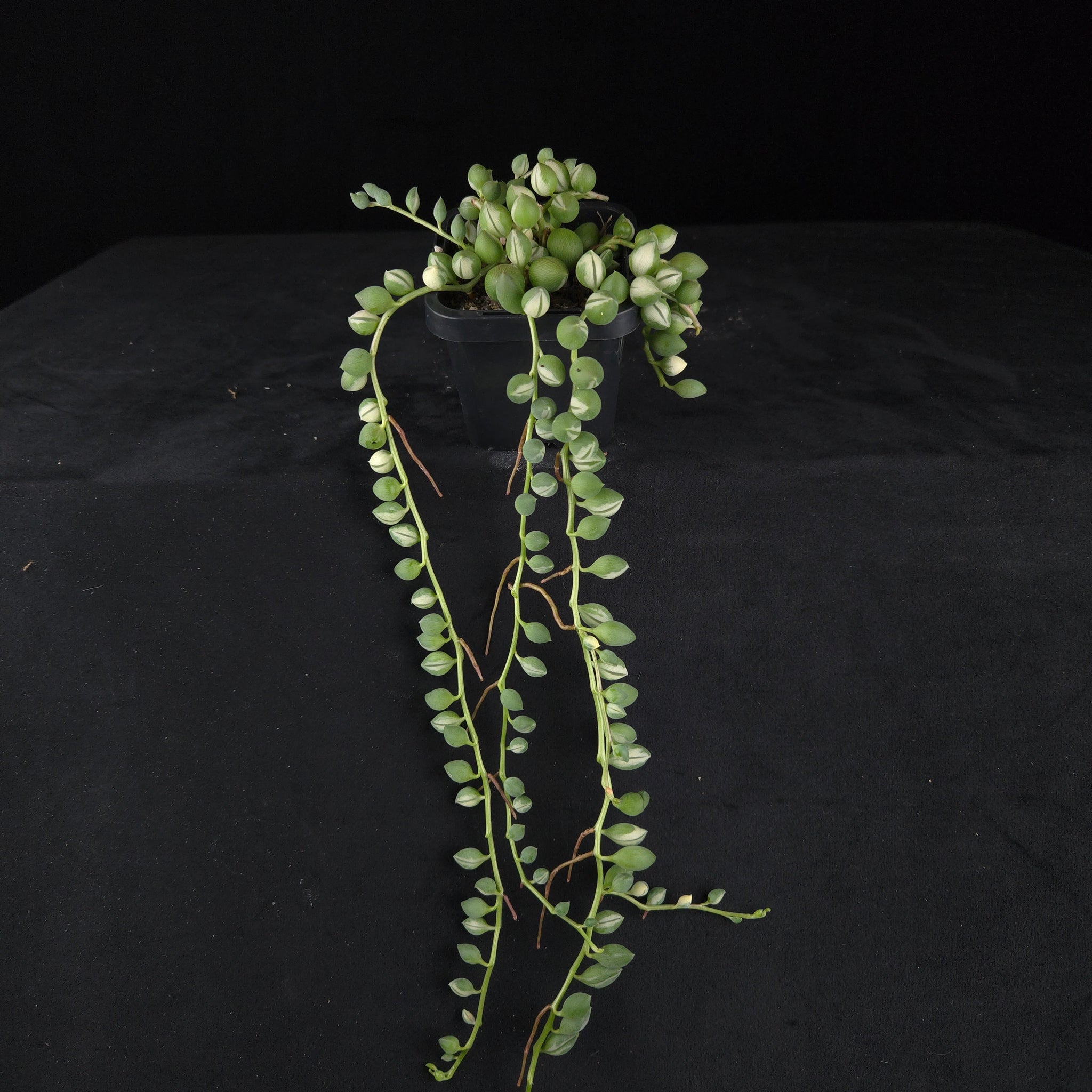 Senecio rowleyanus ‘Weeping Angel’