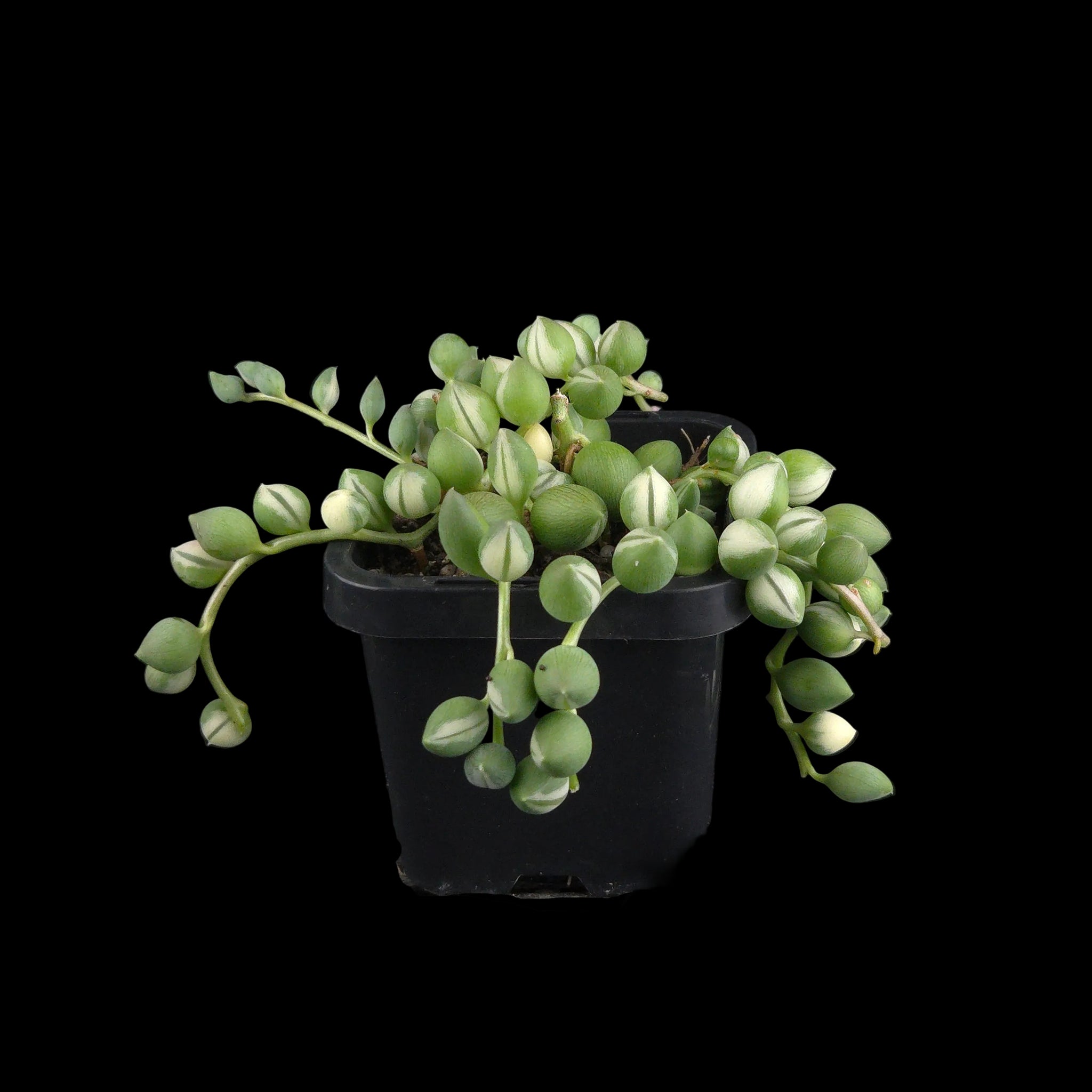 Senecio rowleyanus ‘Weeping Angel’
