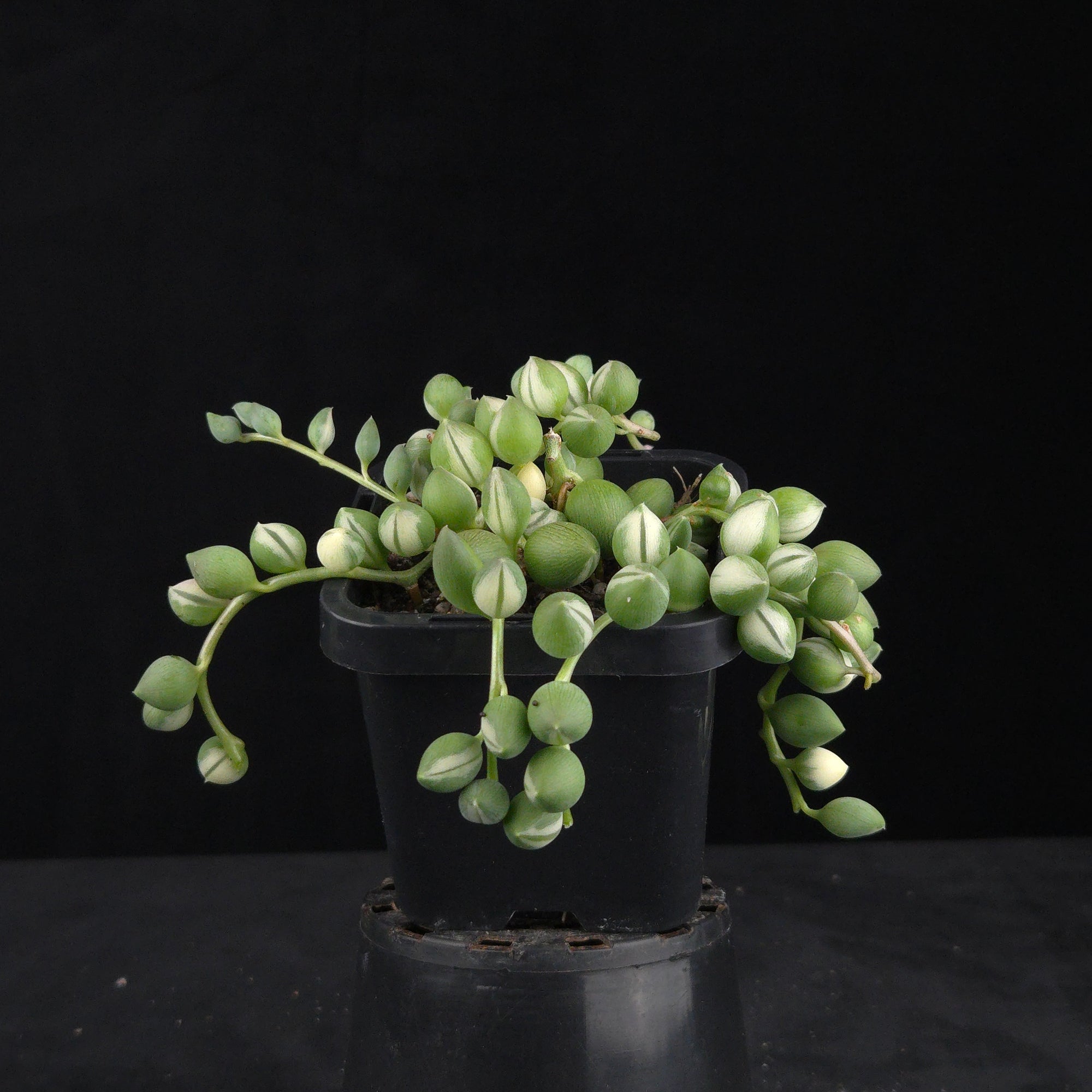 Senecio rowleyanus ‘Weeping Angel’