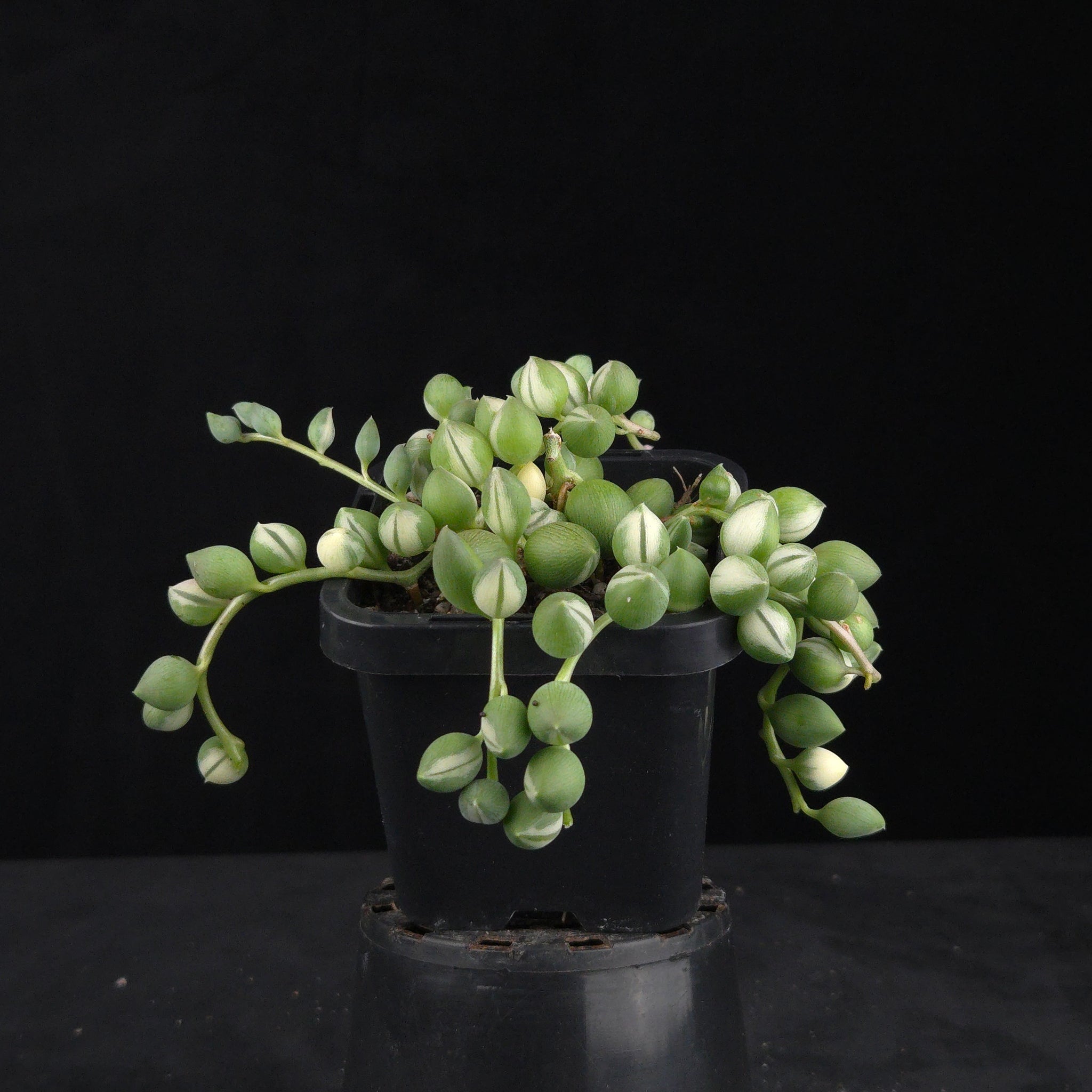 Senecio rowleyanus ‘Weeping Angel’