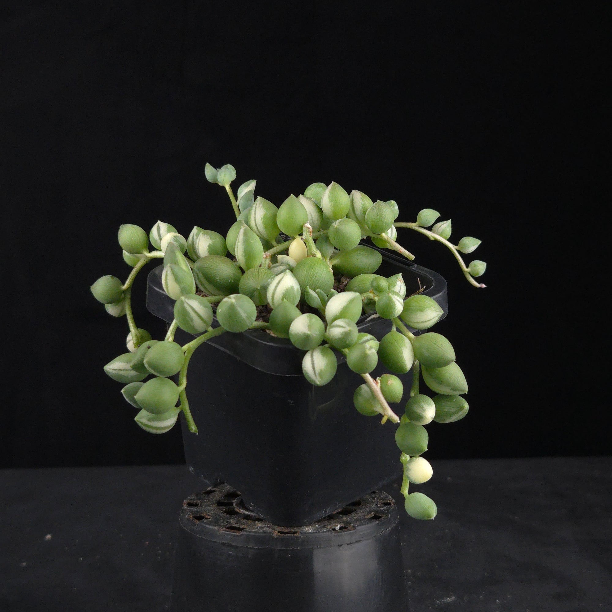 Senecio rowleyanus ‘Weeping Angel’