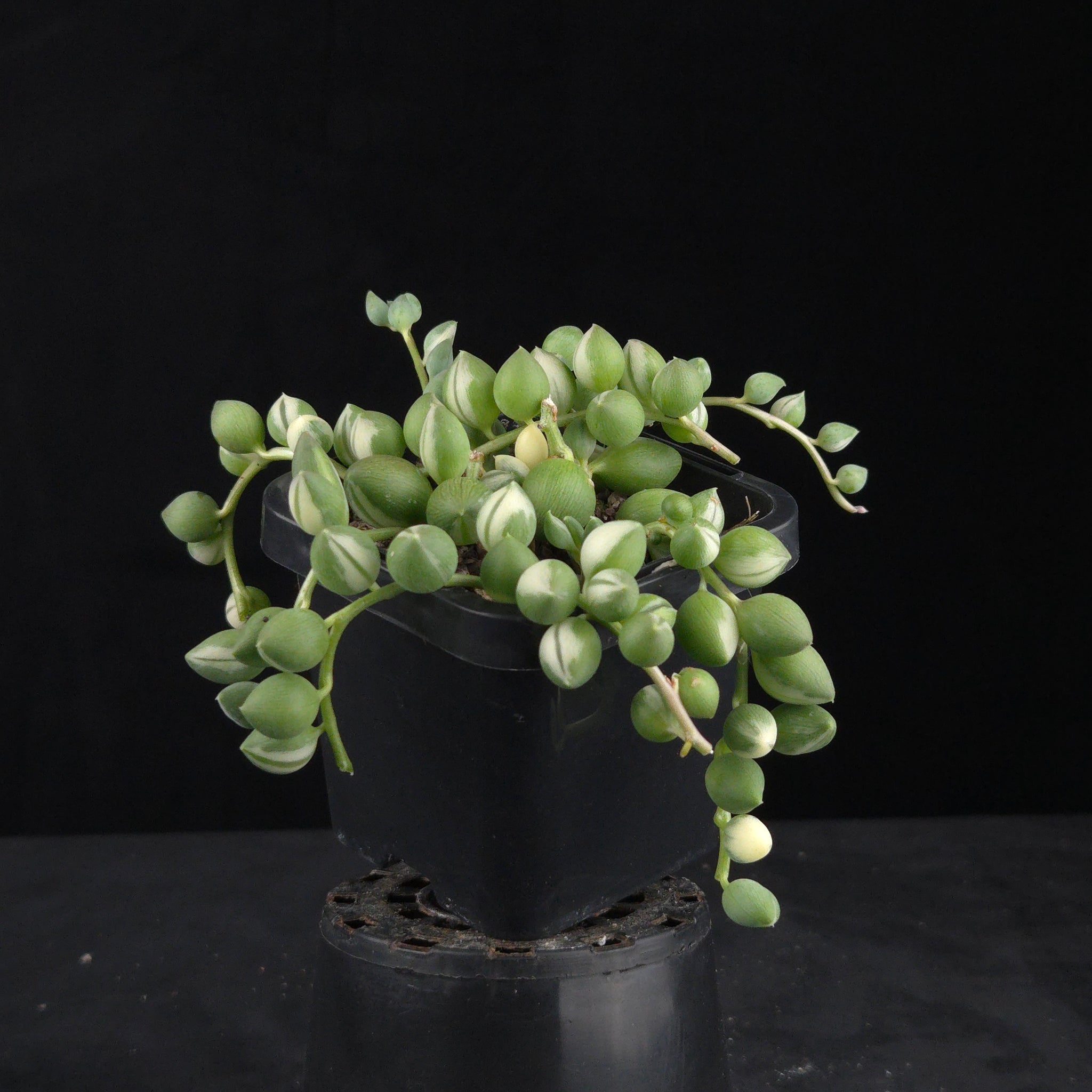 Senecio rowleyanus ‘Weeping Angel’