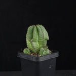 Euphorbia anoplia (WA Prohibited)