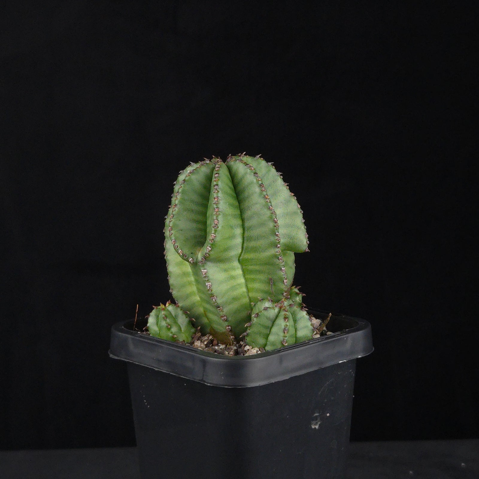 Euphorbia anoplia (WA Prohibited)