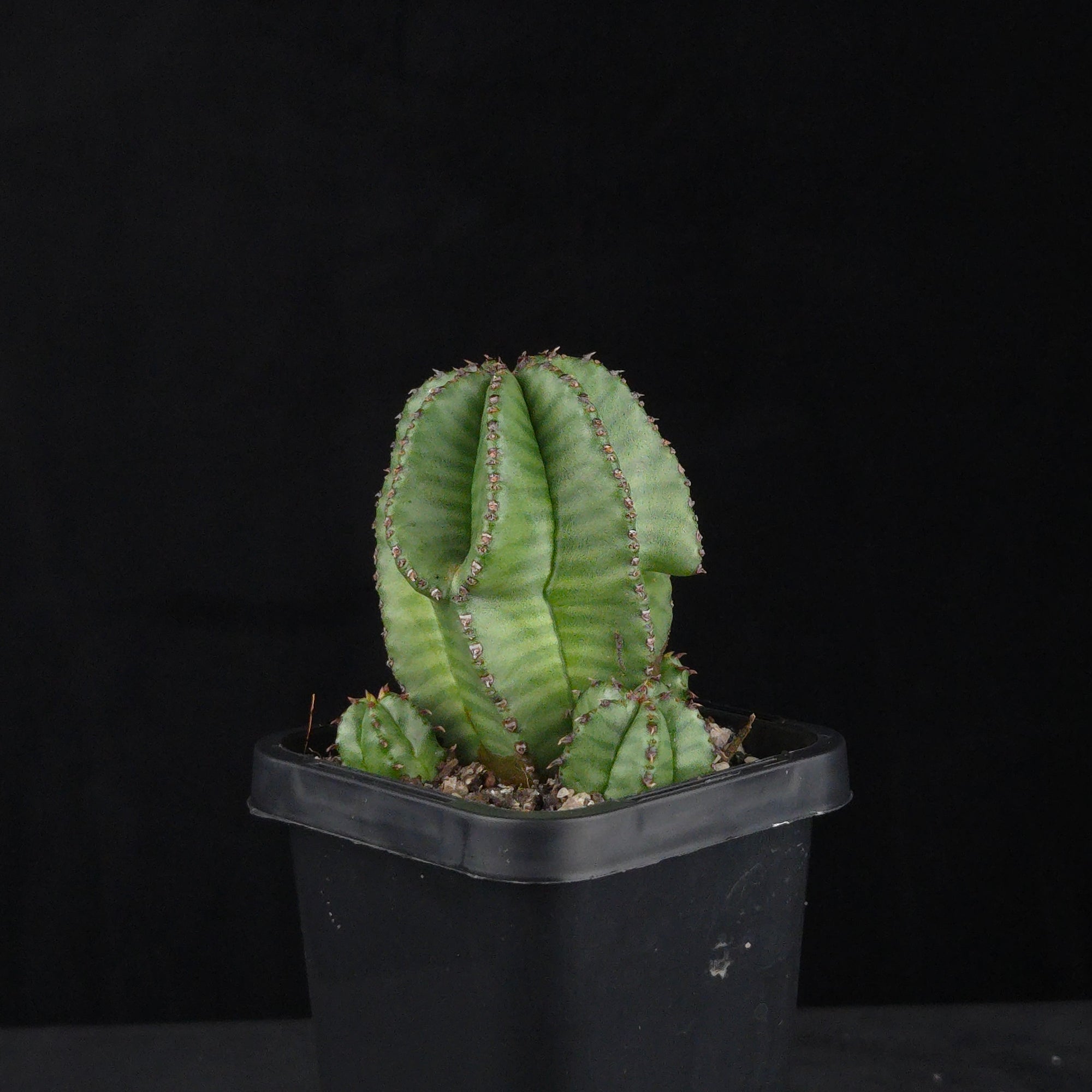 Euphorbia anoplia (WA Prohibited)