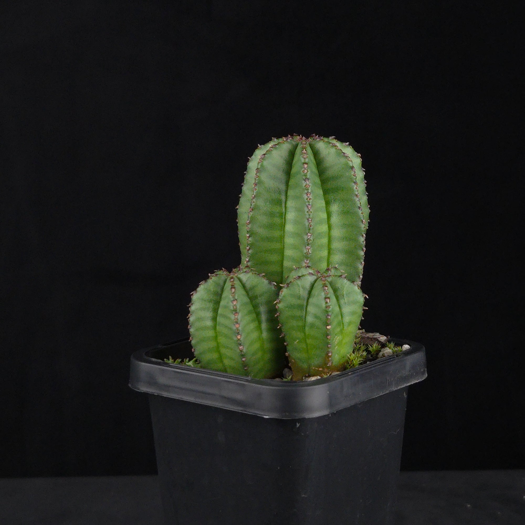 Euphorbia anoplia (WA Prohibited)