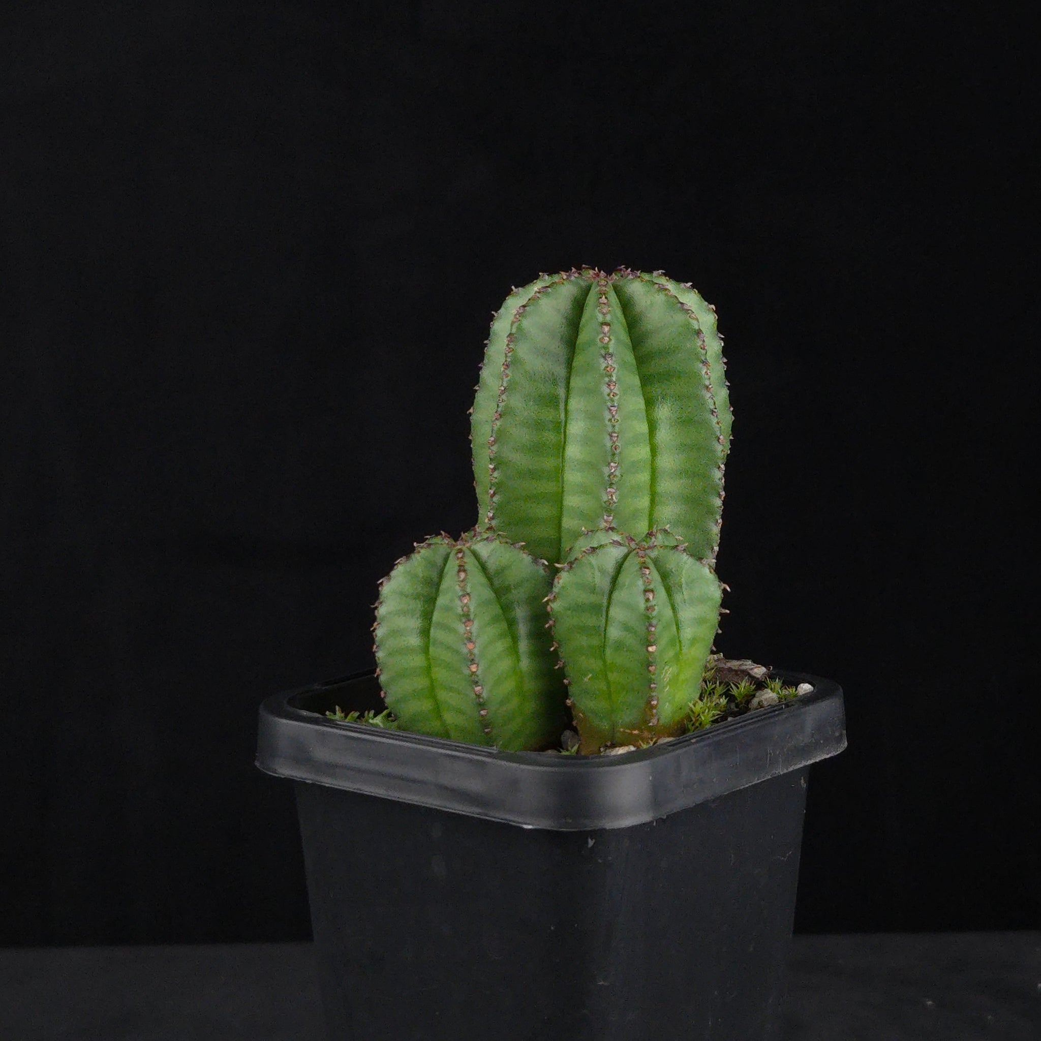 Euphorbia anoplia (WA Prohibited)