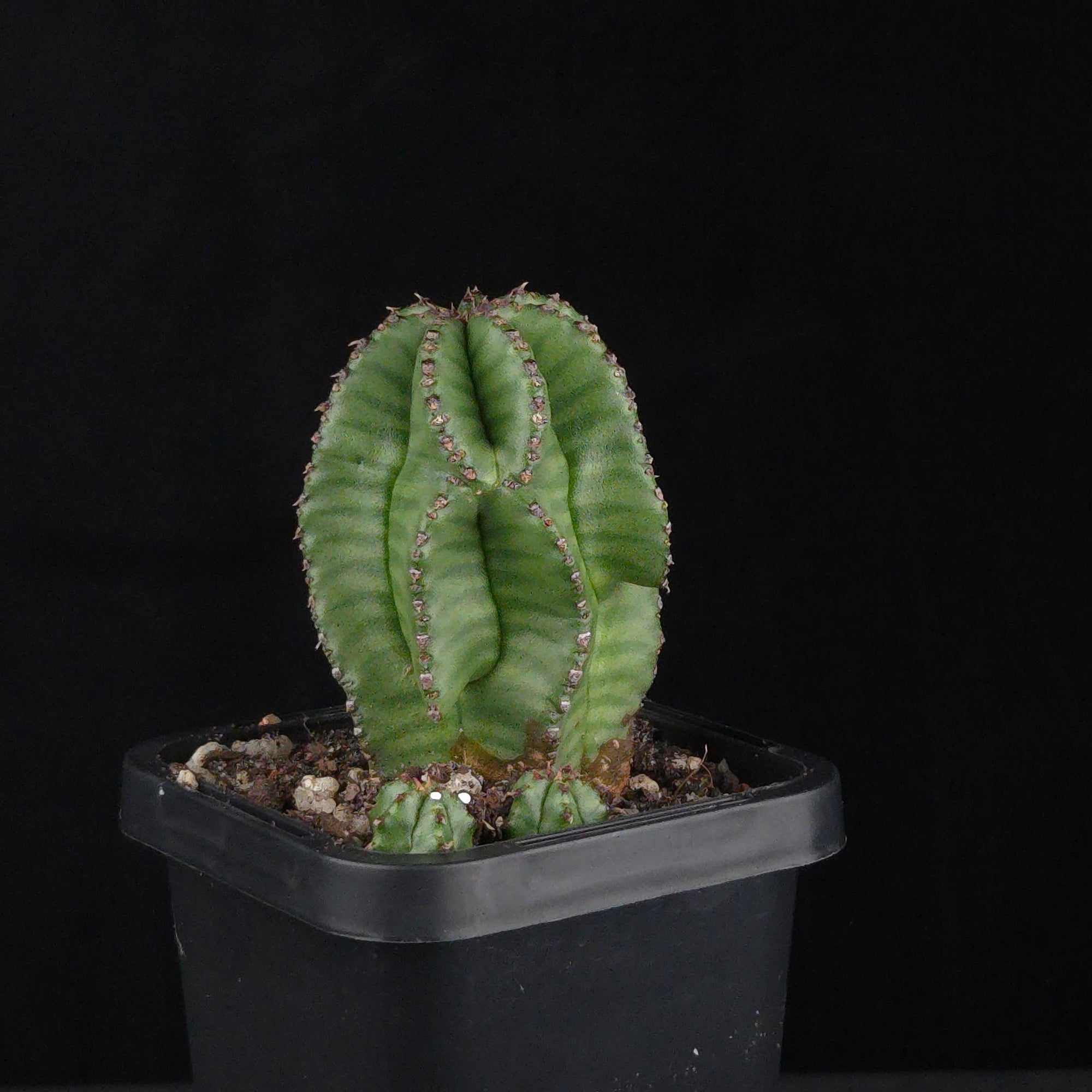 Euphorbia anoplia (WA Prohibited)