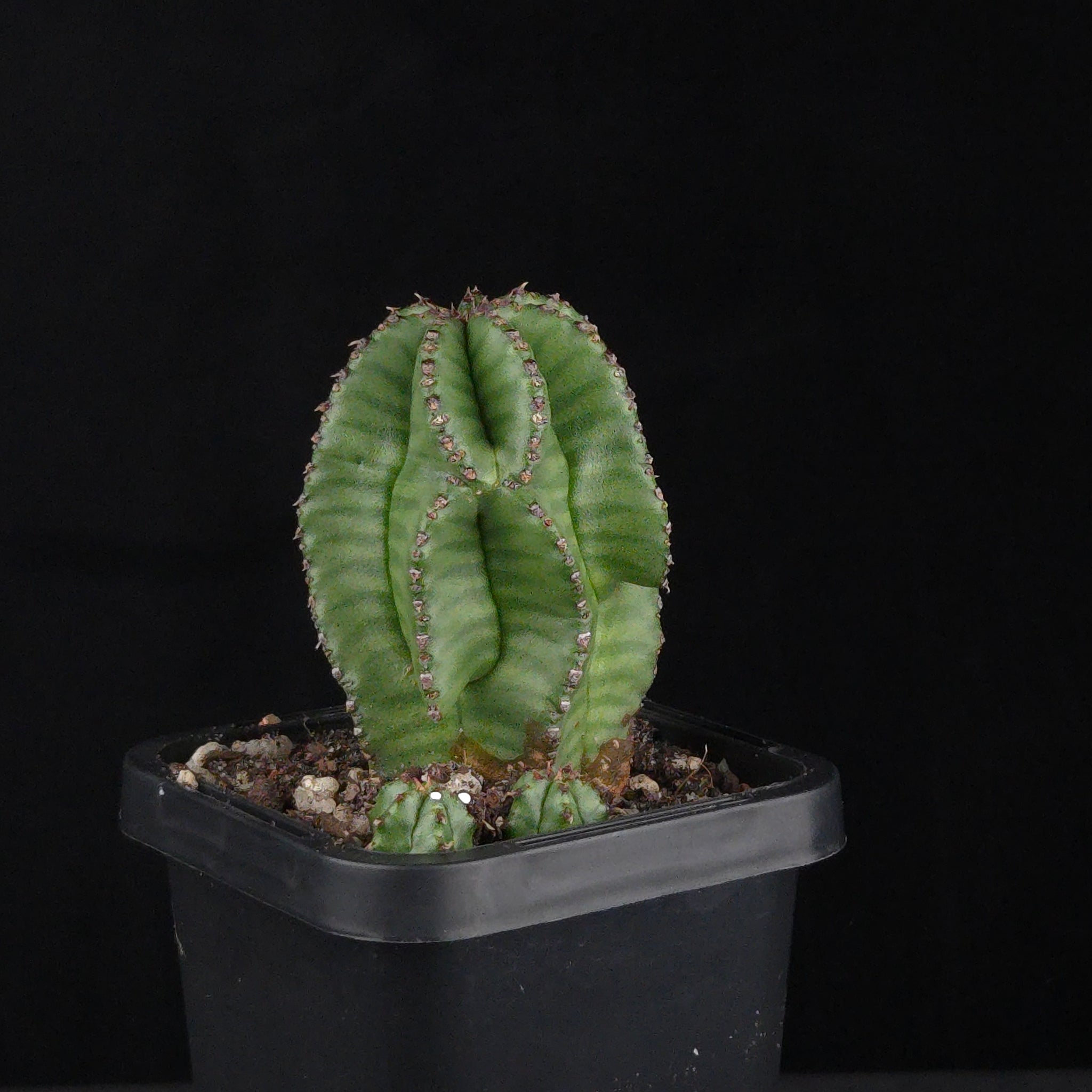 Euphorbia anoplia (WA Prohibited)