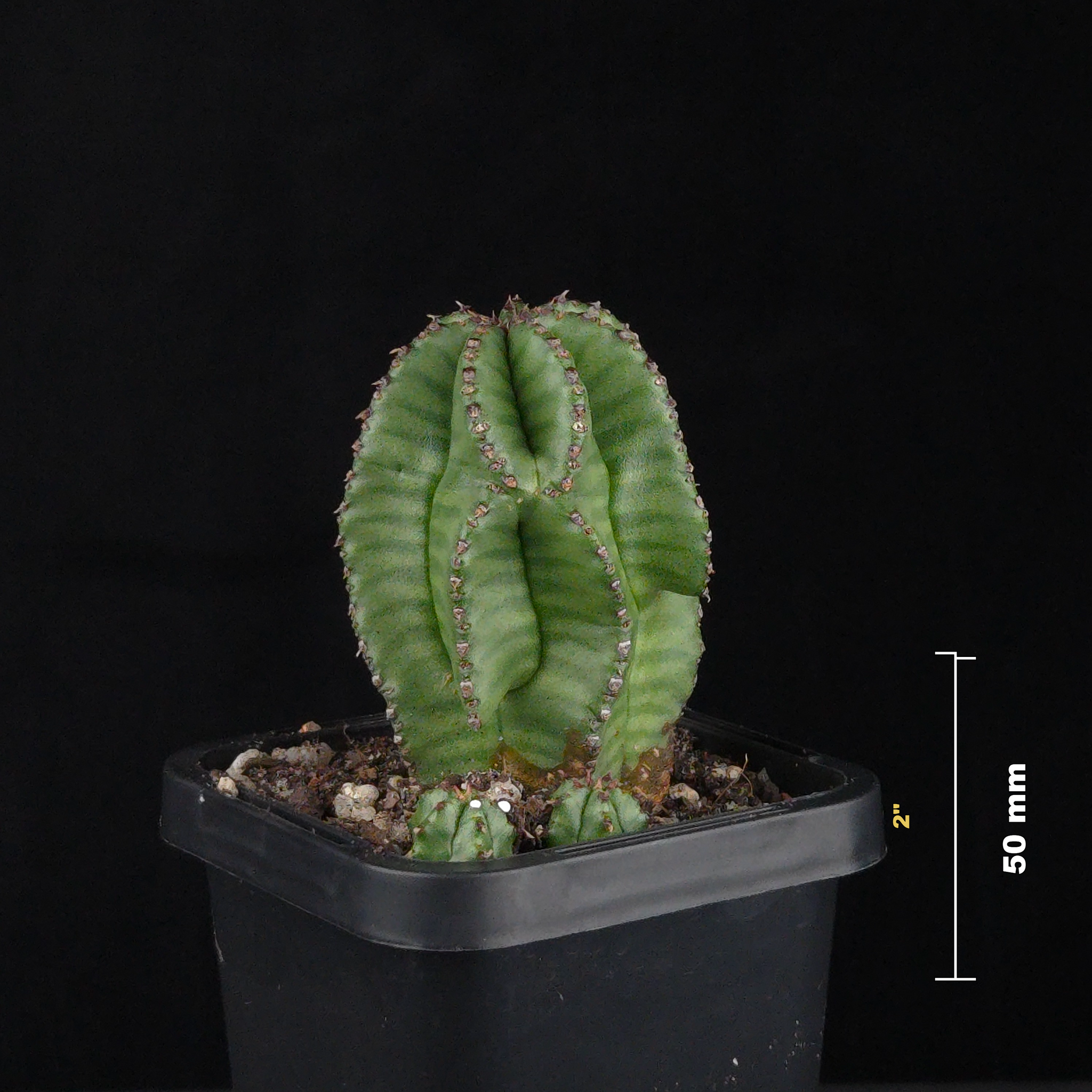 Euphorbia anoplia (WA Prohibited)