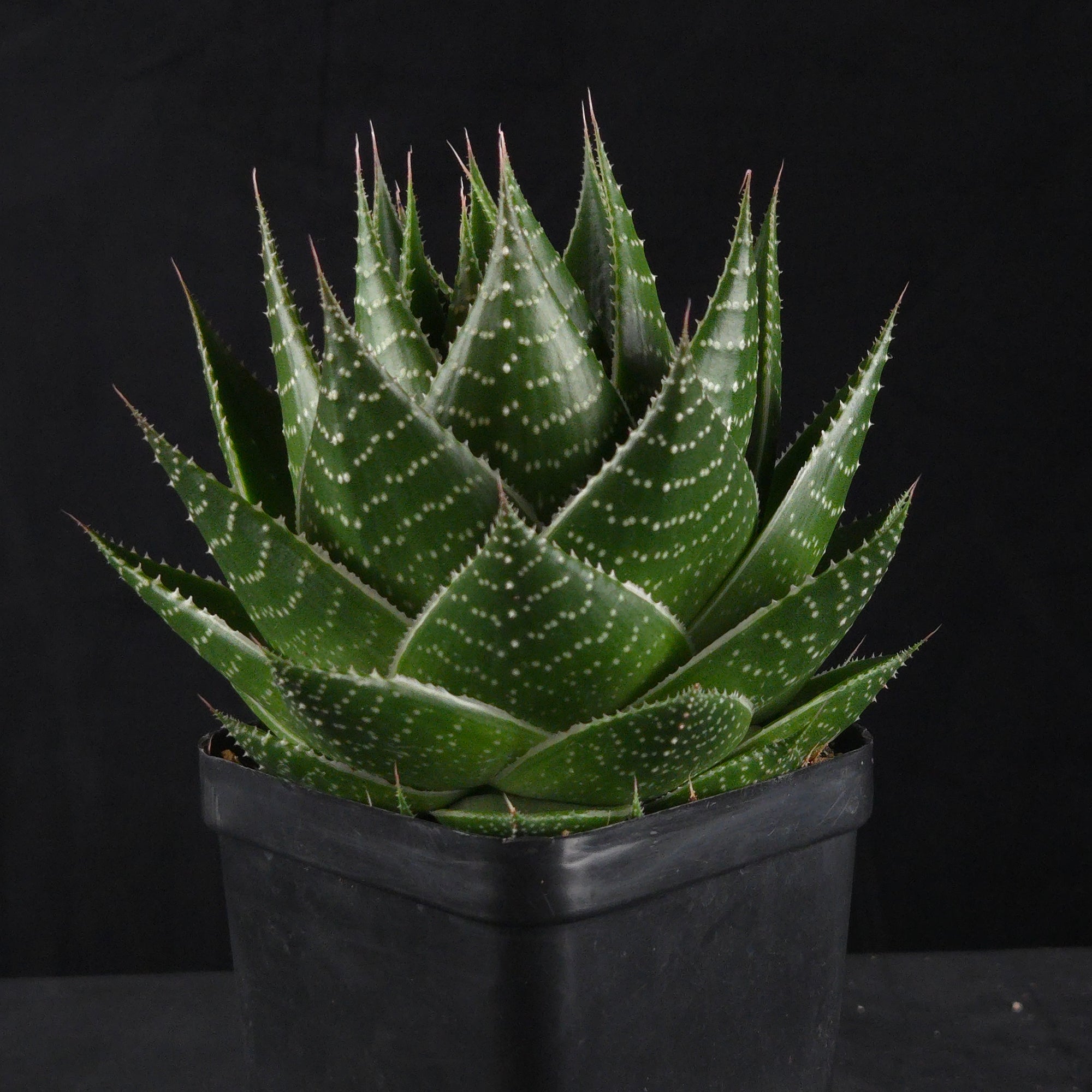 Gasteraloe ‘Cosmo’