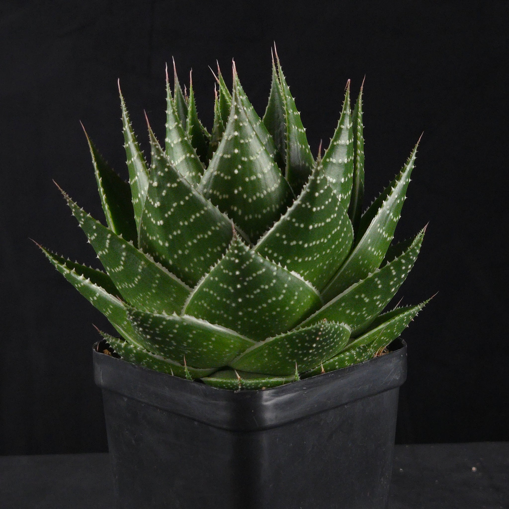 Gasteraloe ‘Cosmo’