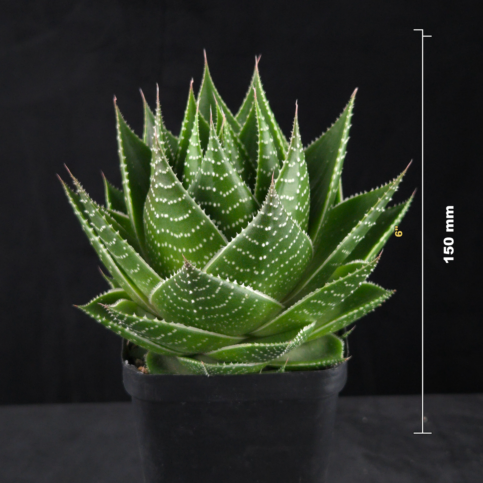 Gasteraloe ‘Cosmo’