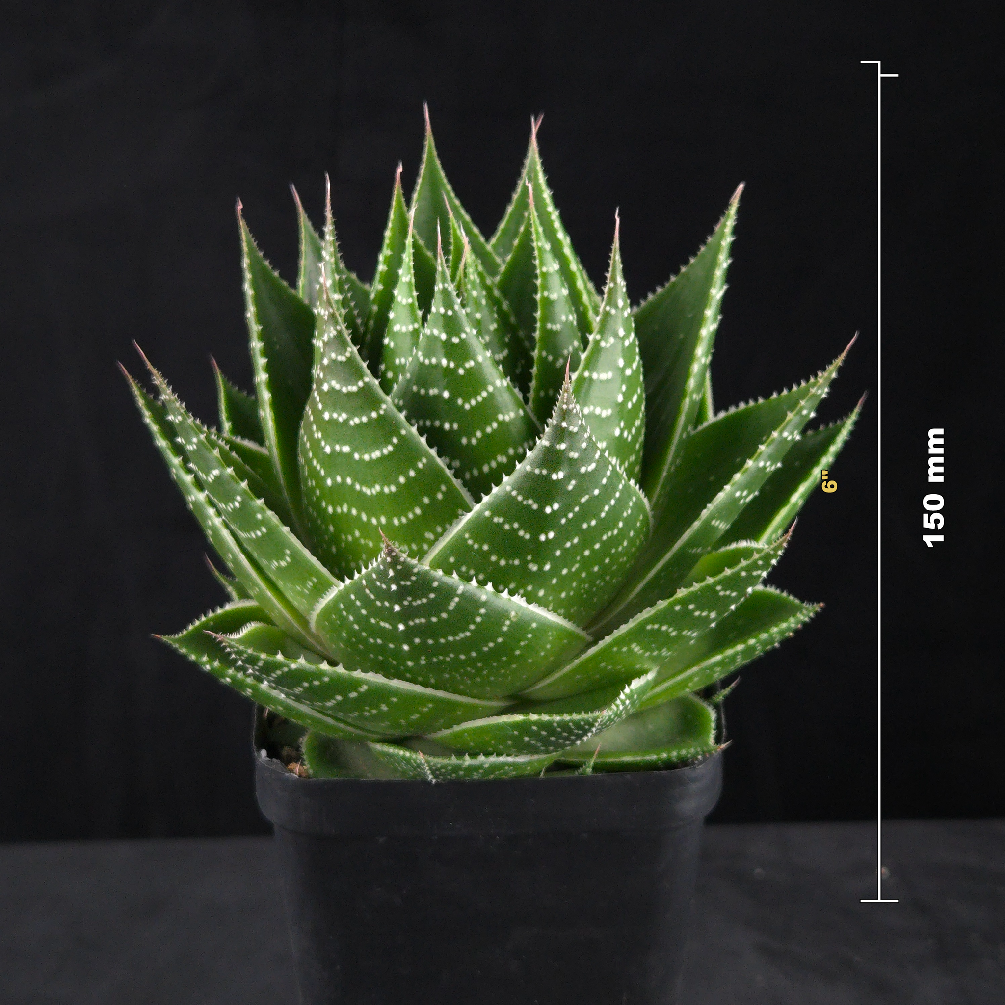 Gasteraloe ‘Cosmo’
