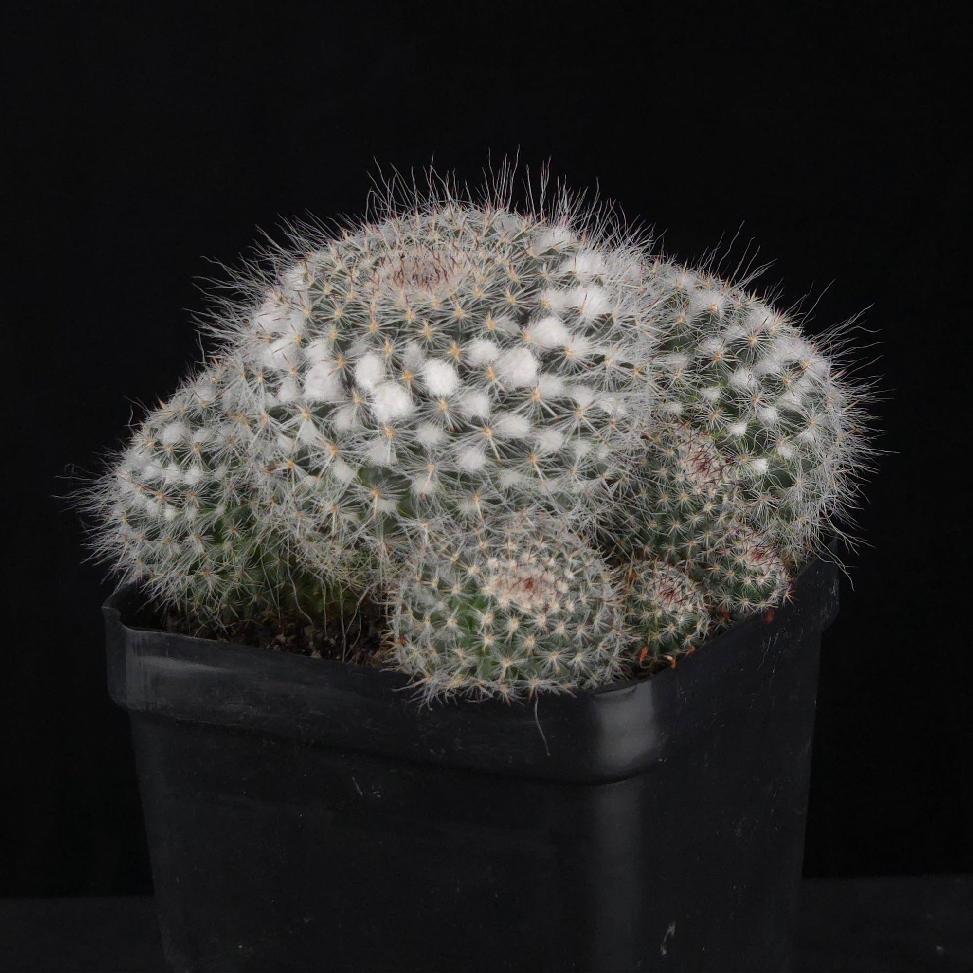 Mammillaria hahniana – One-Off Specimens