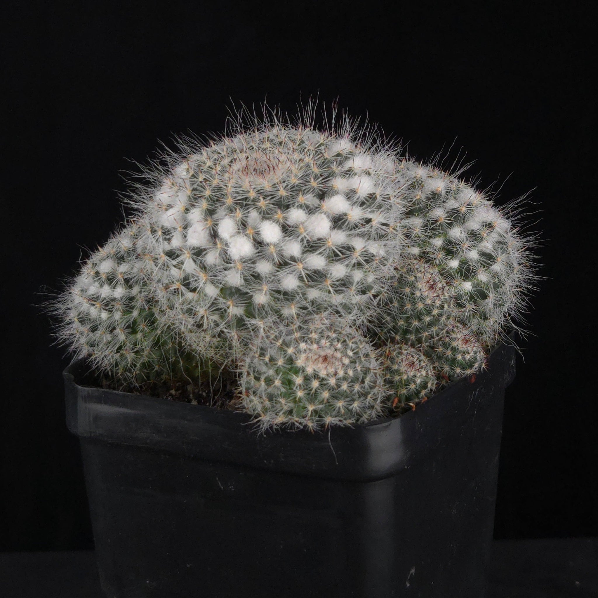 Mammillaria hahniana – One-Off Specimens