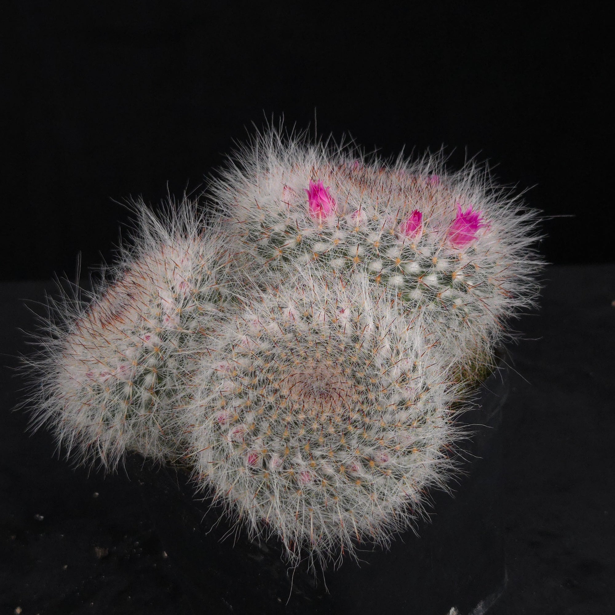 Mammillaria hahniana – One-Off Specimens