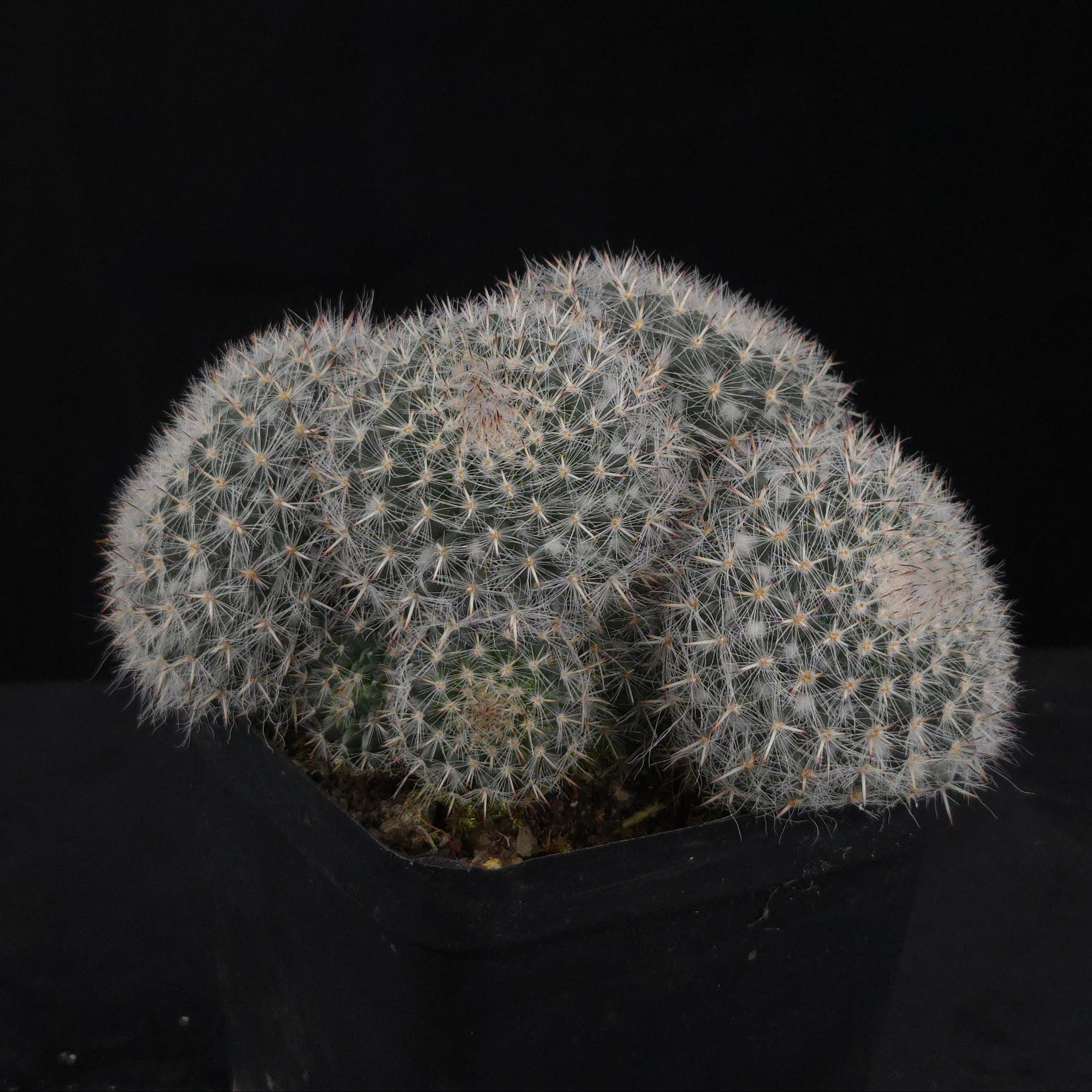 Mammillaria hahniana – One-Off Specimens