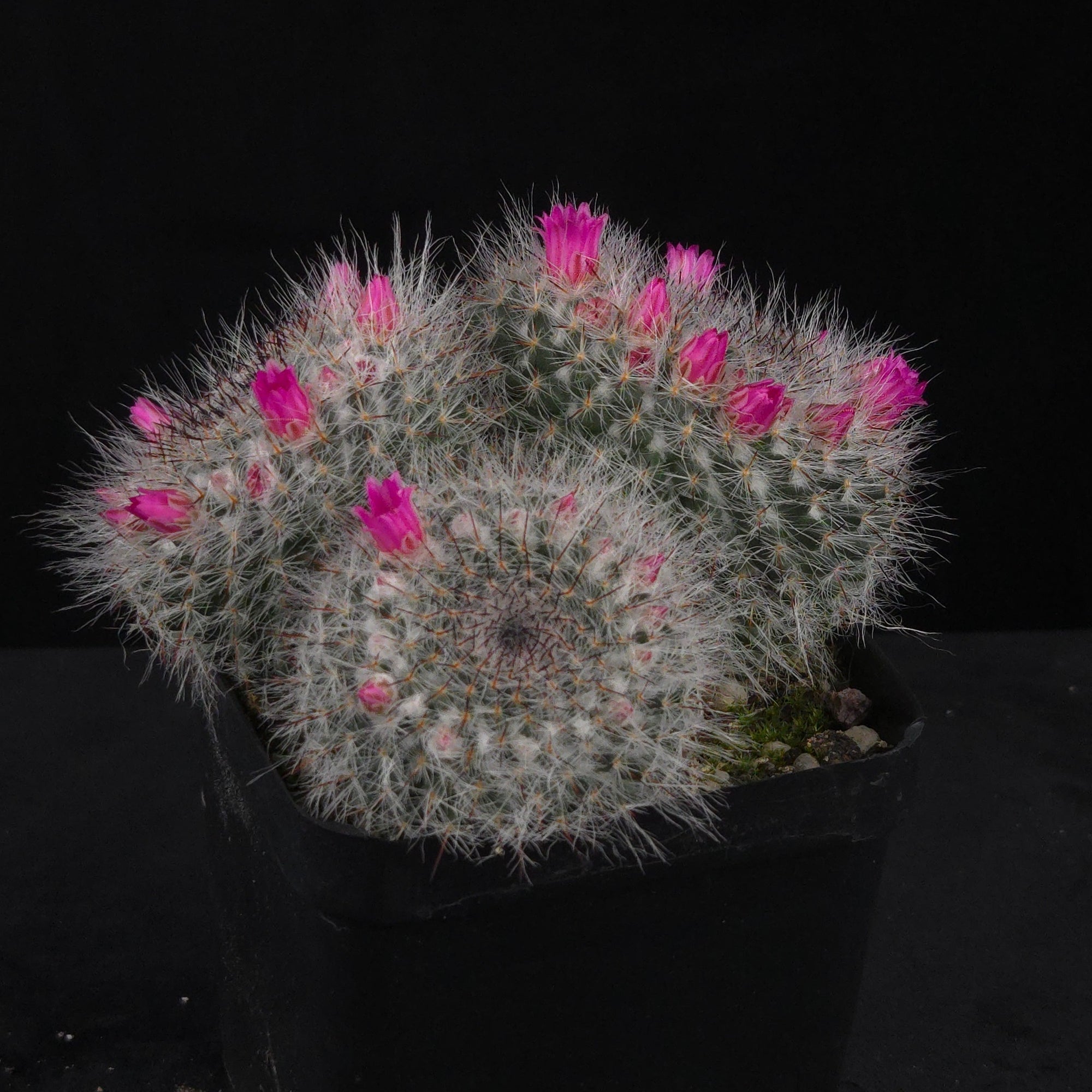 Mammillaria hahniana – One-Off Specimens