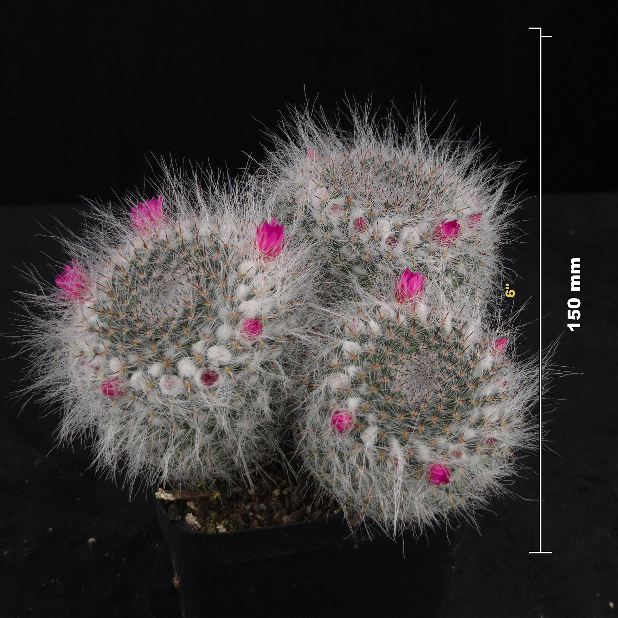 Mammillaria hahniana – One-Off Specimens