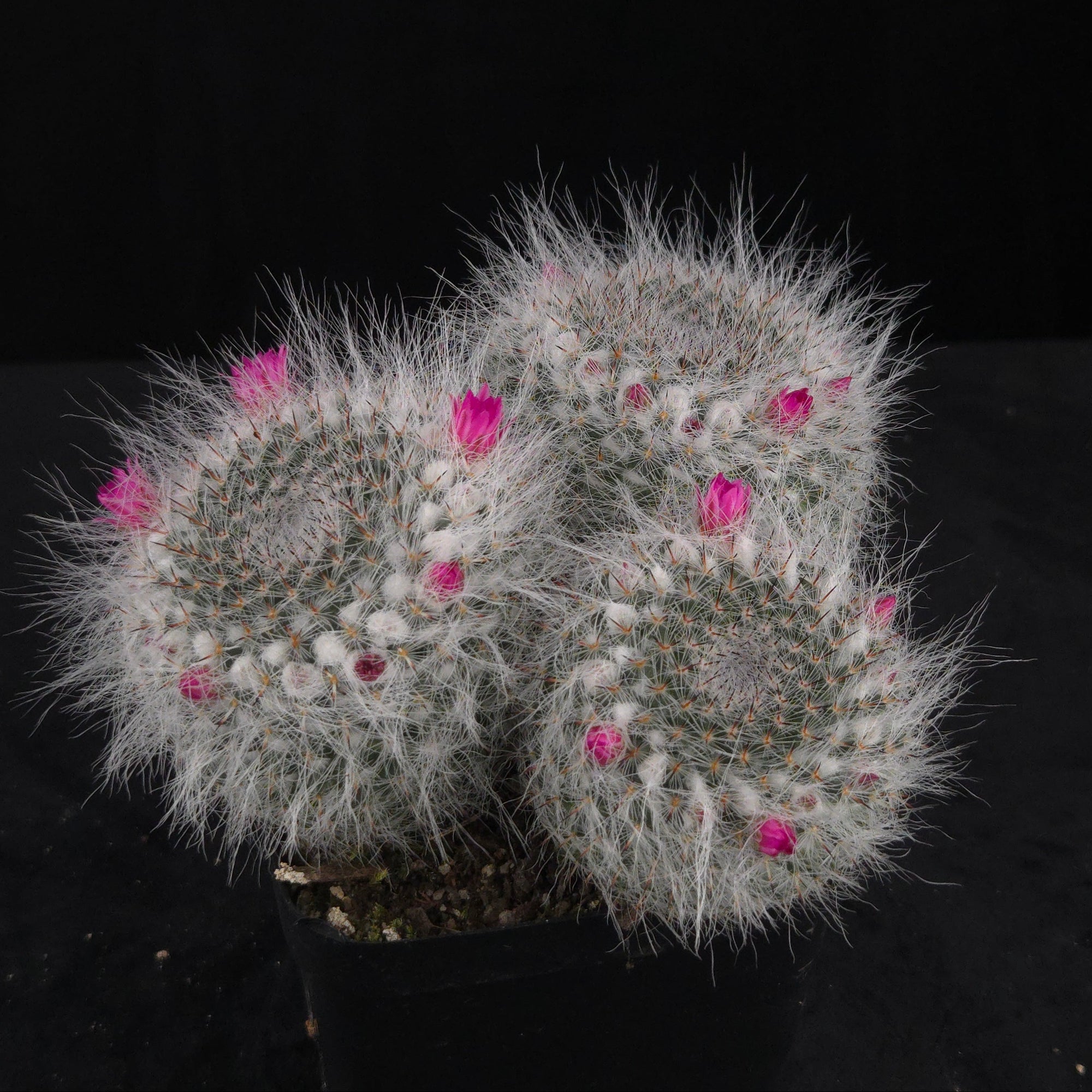 Mammillaria hahniana – One-Off Specimens