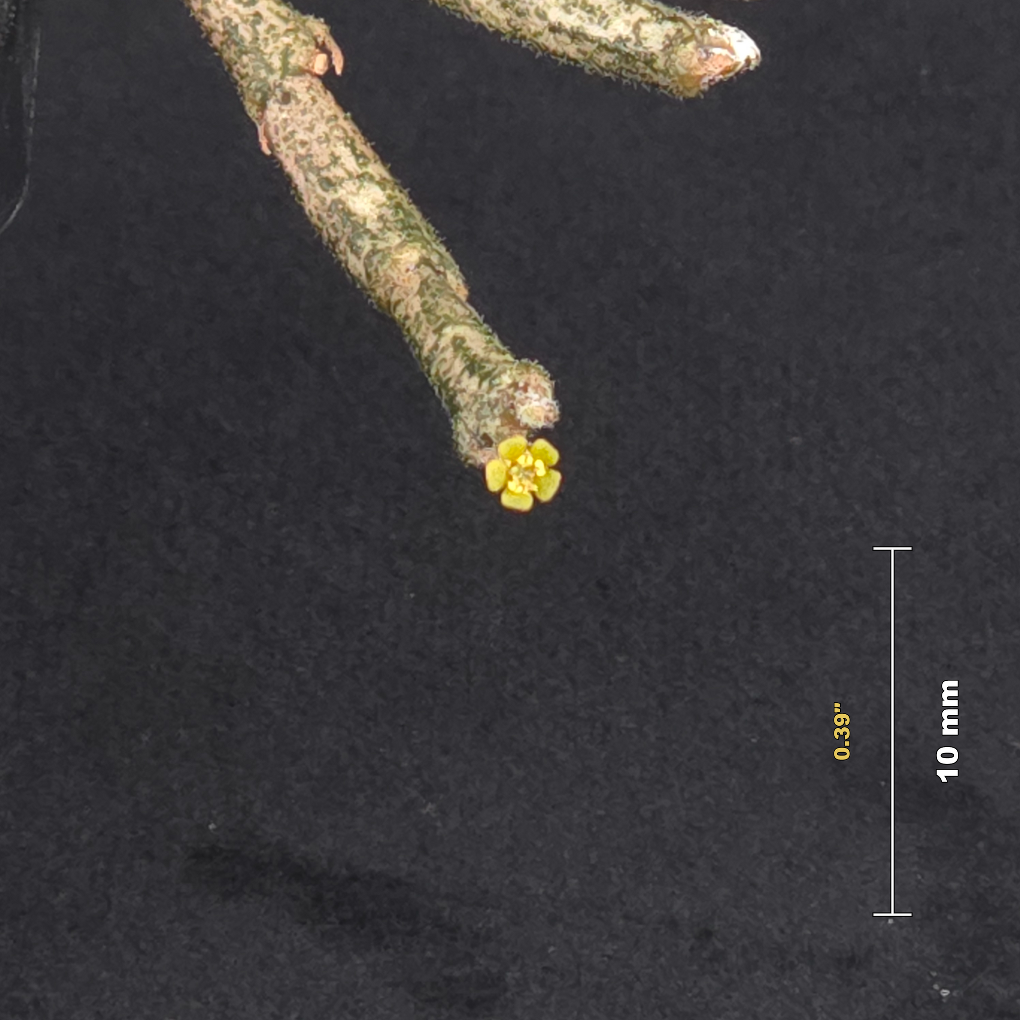 Euphorbia platyclada