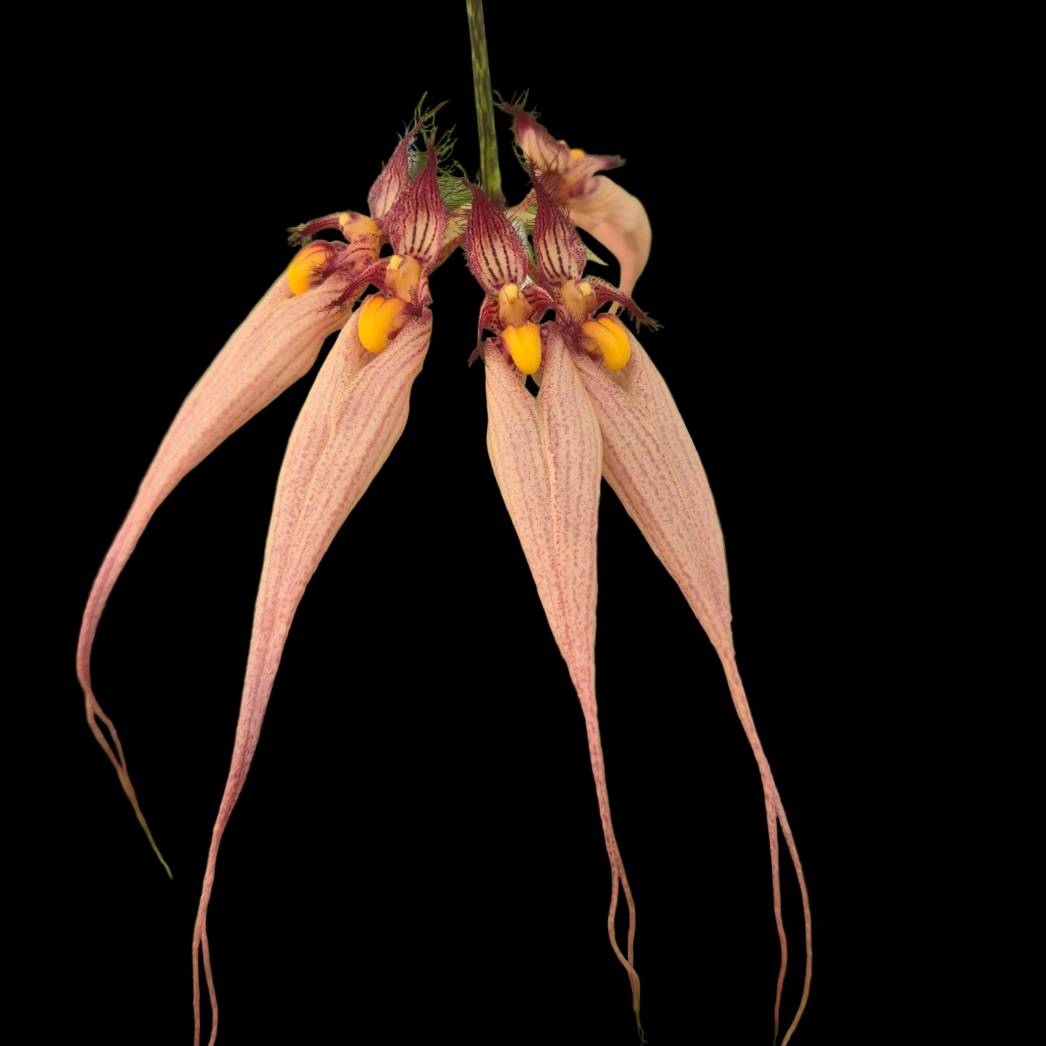Bulbophyllum longissimum