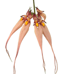 Bulbophyllum longissimum