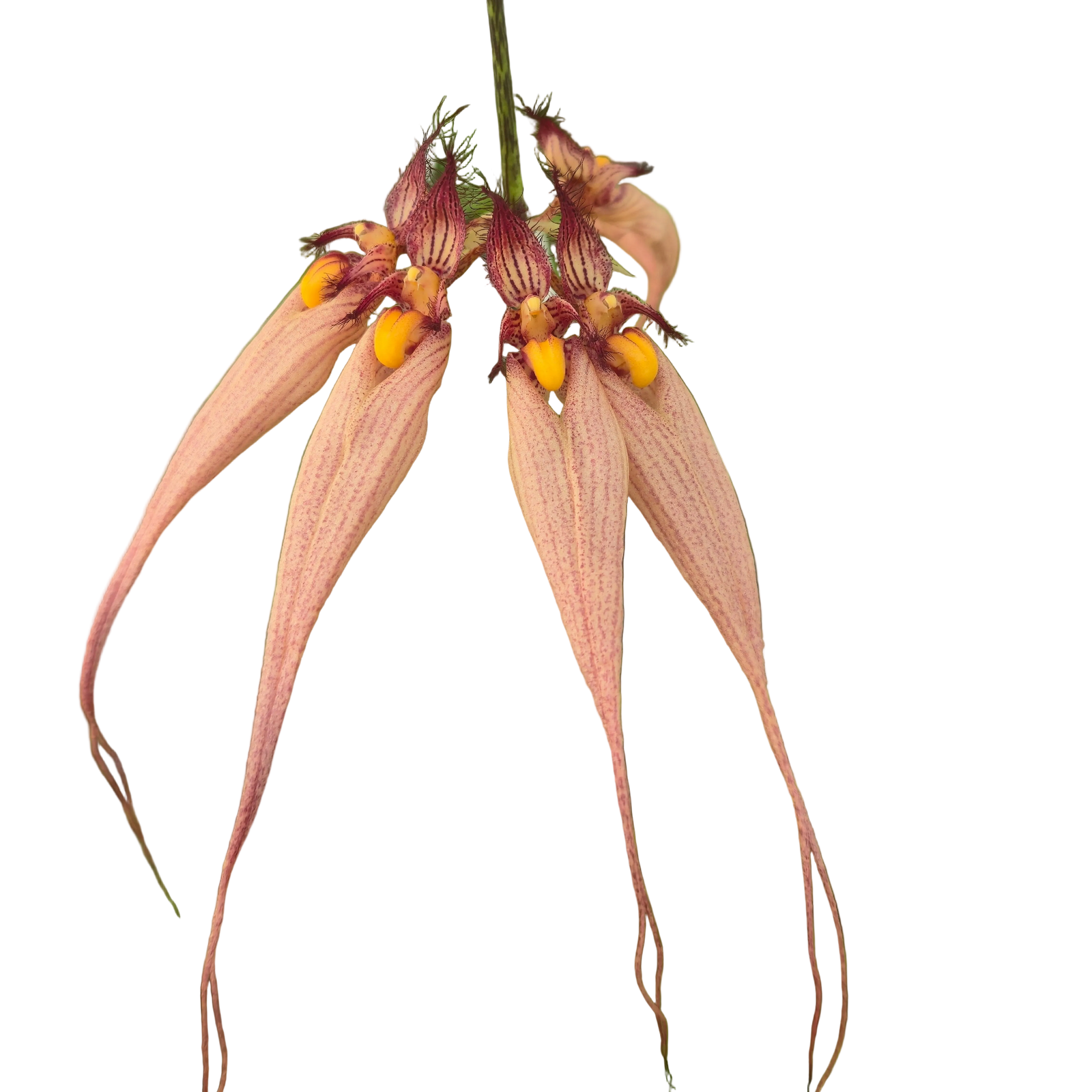 Bulbophyllum longissimum