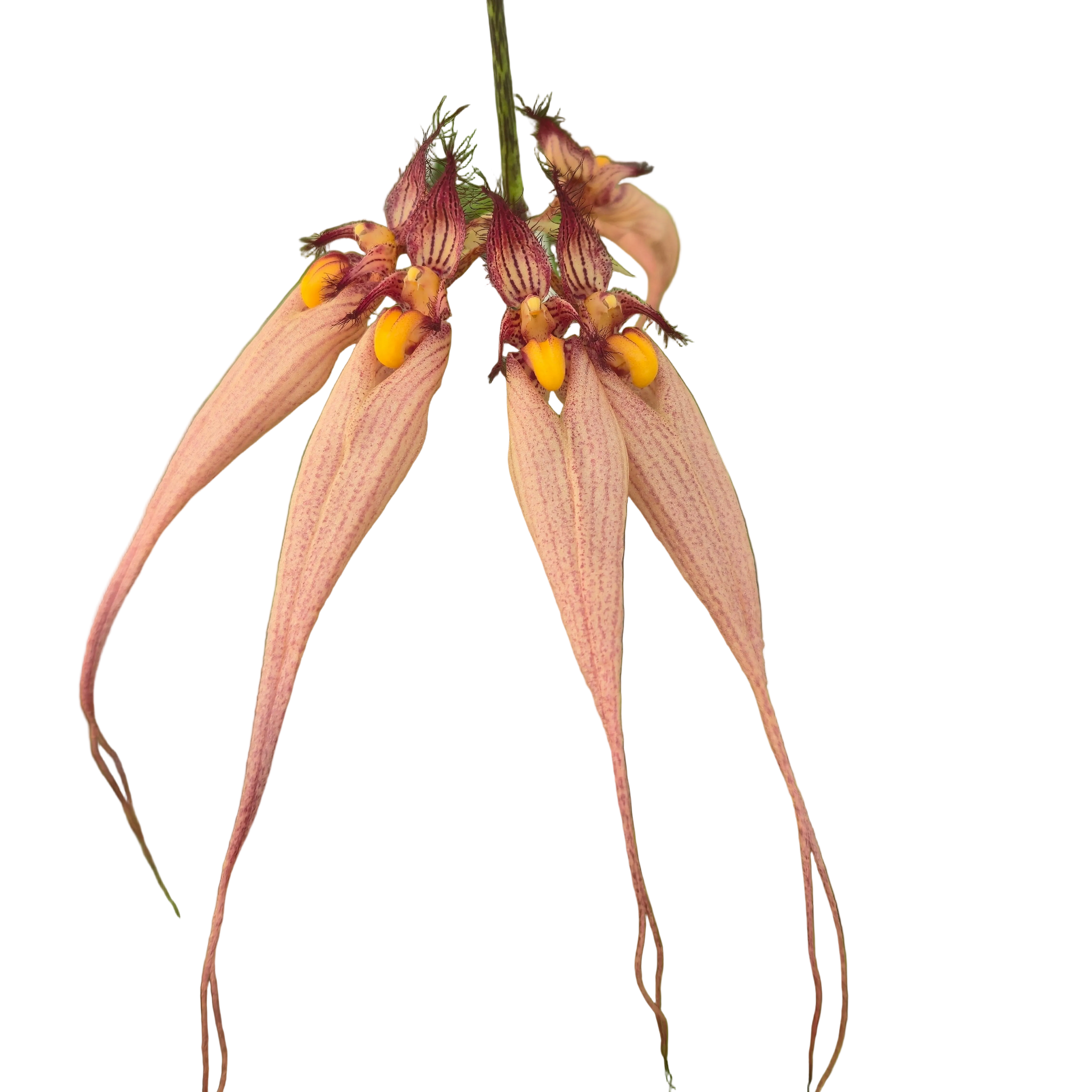Bulbophyllum longissimum