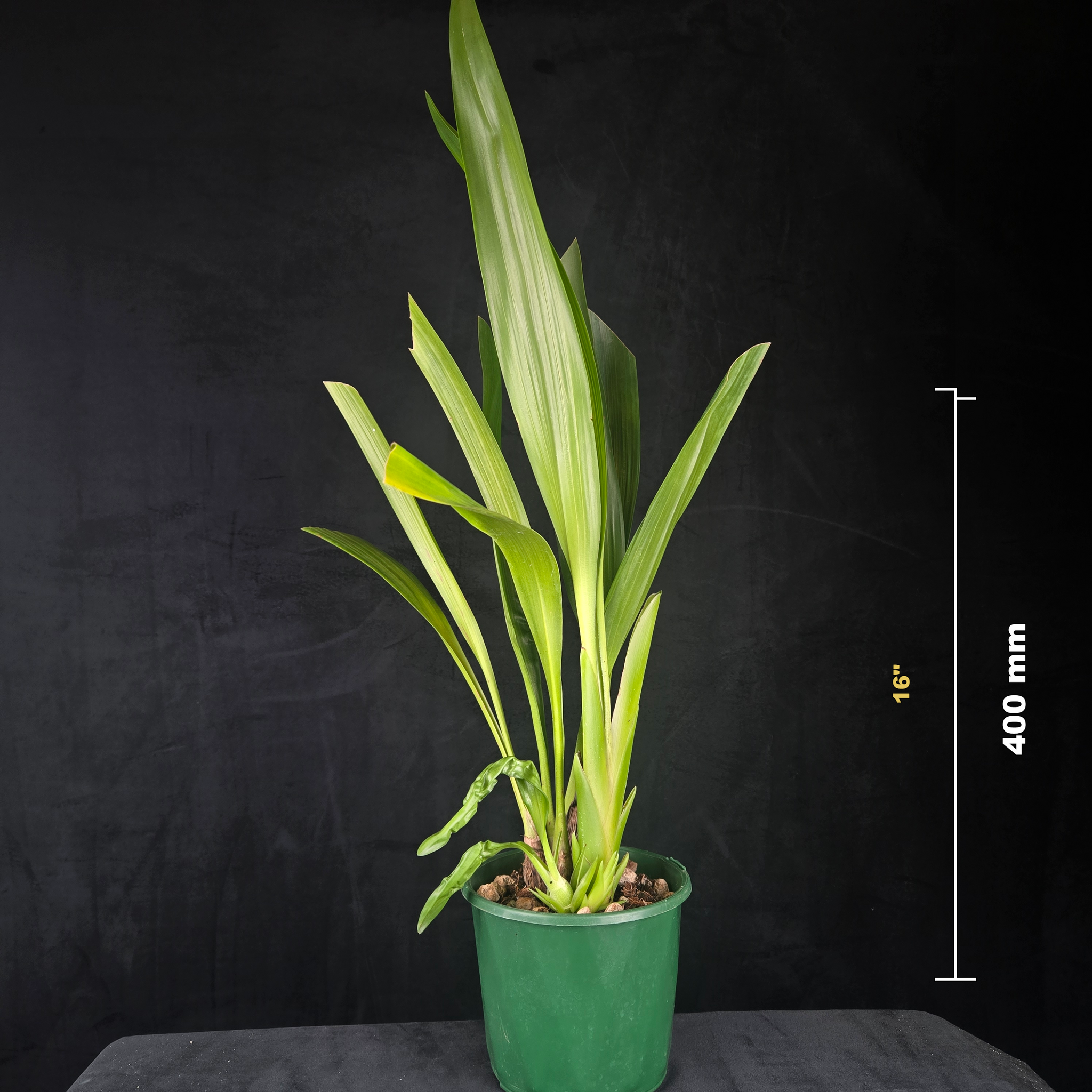 Eria hyacinthoides