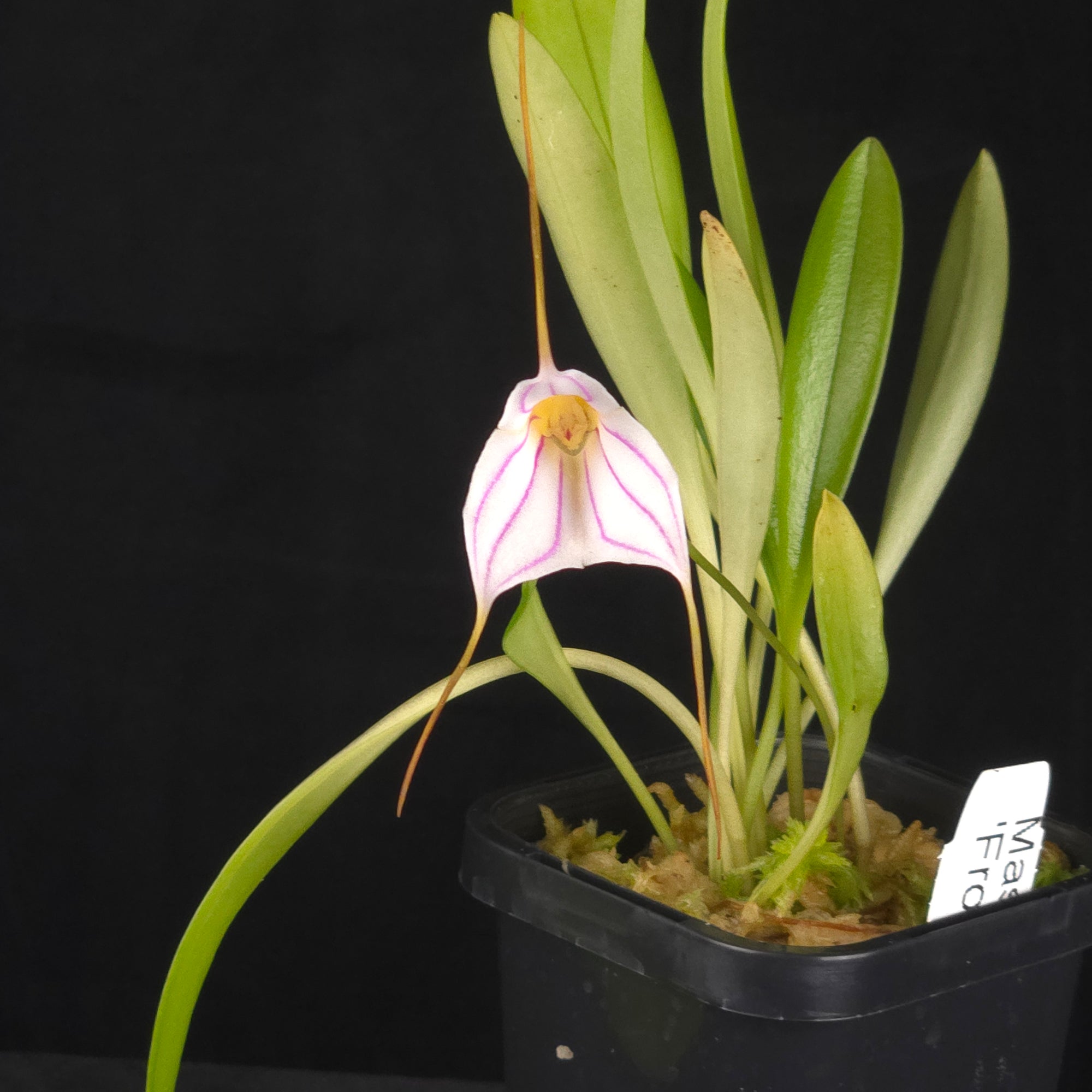 Masdevallia Frosty Trumpet