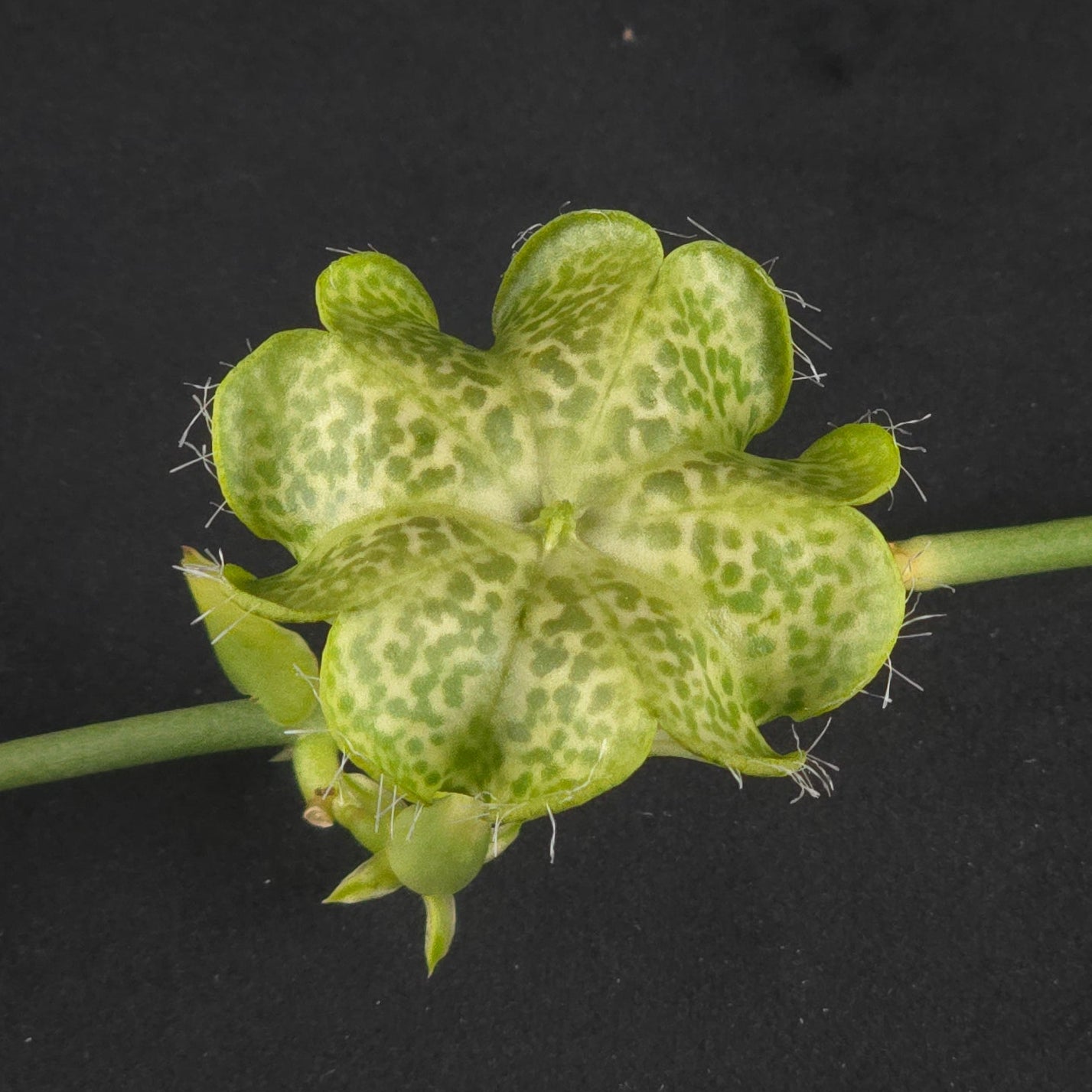Ceropegia sandersonii – Parachute Plant