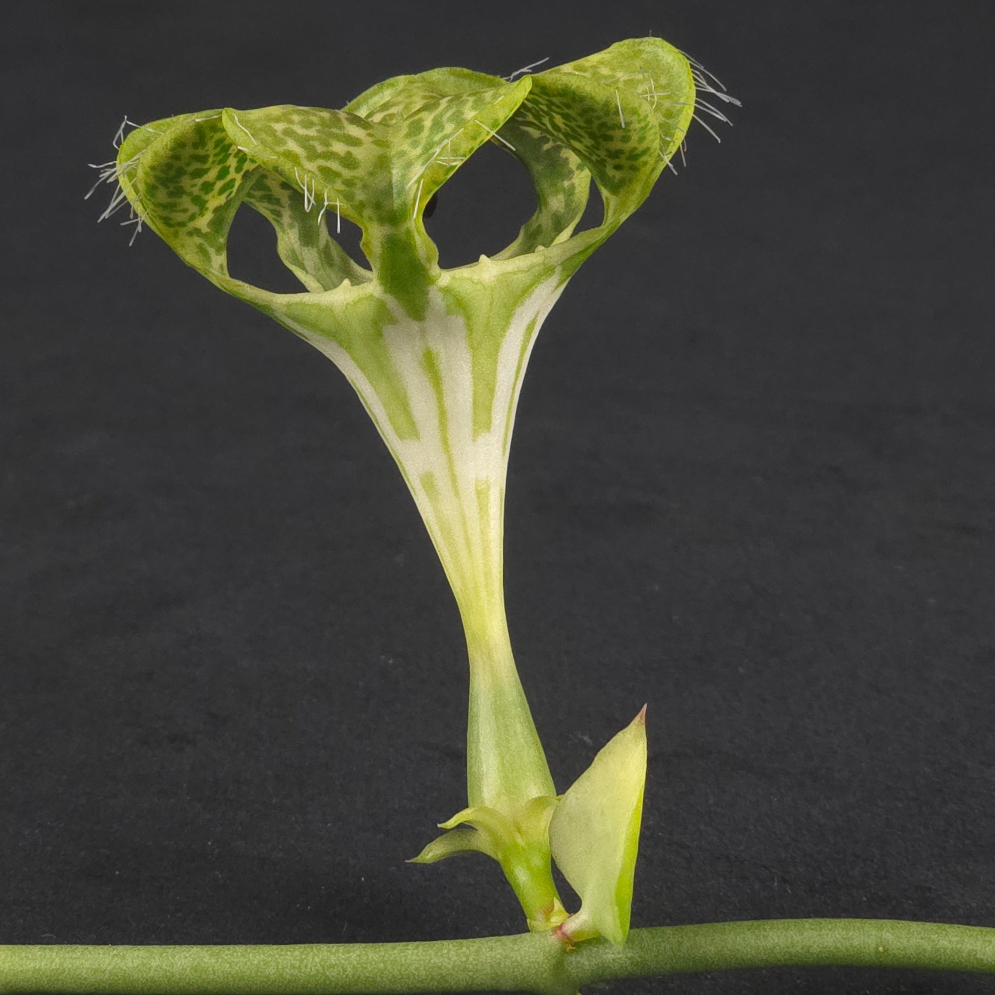 Ceropegia sandersonii – Parachute Plant