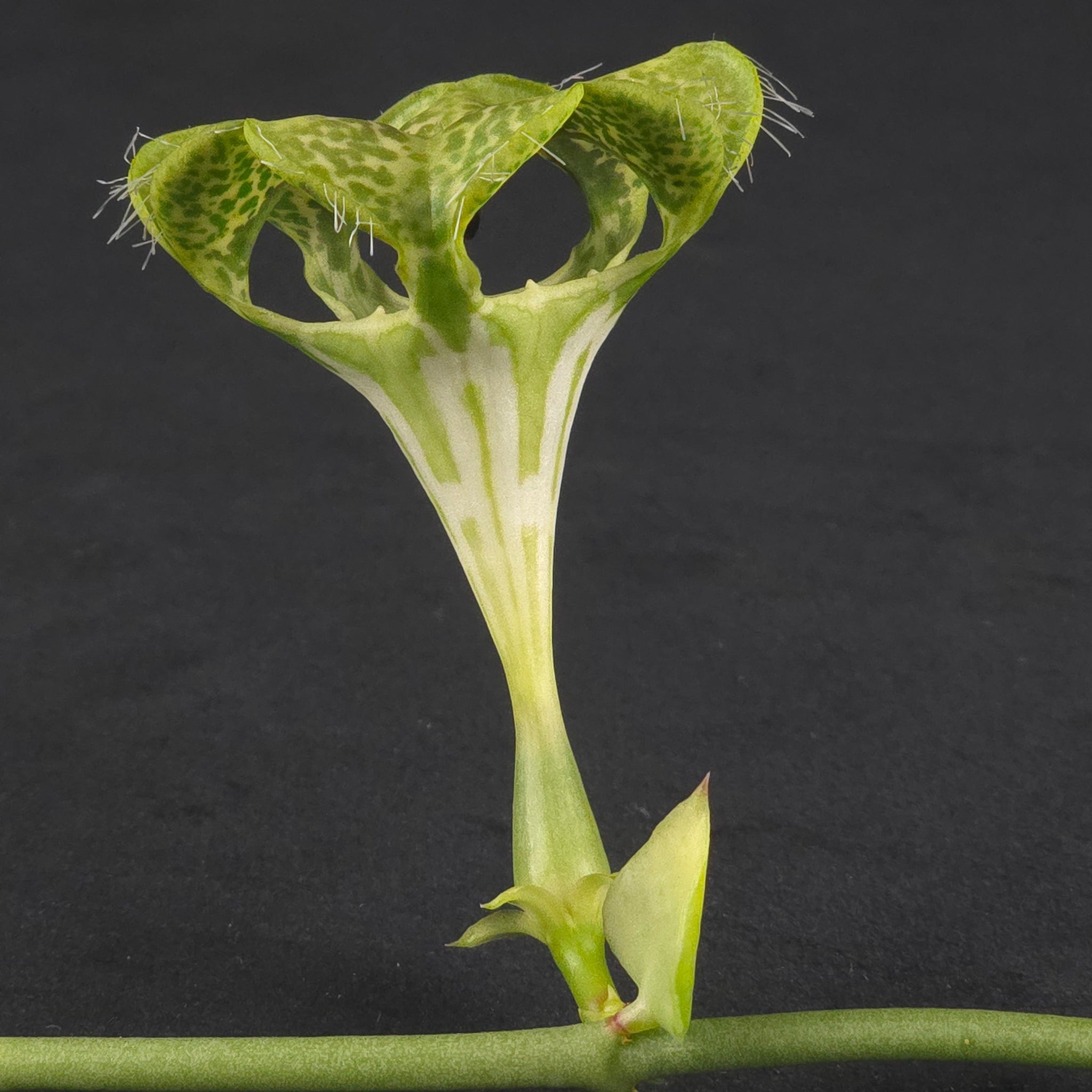 Ceropegia sandersonii – Parachute Plant