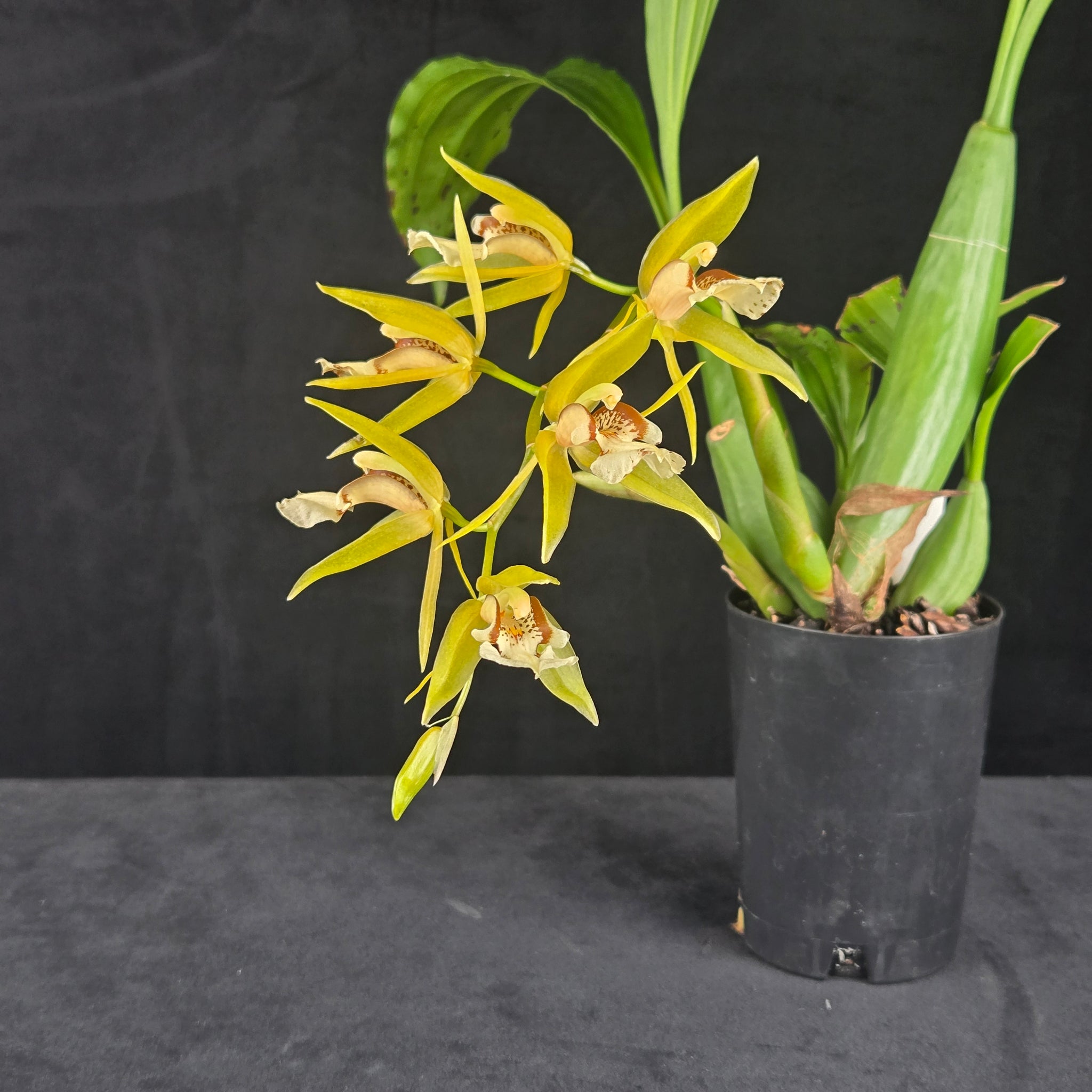 Coelogyne fuscescens