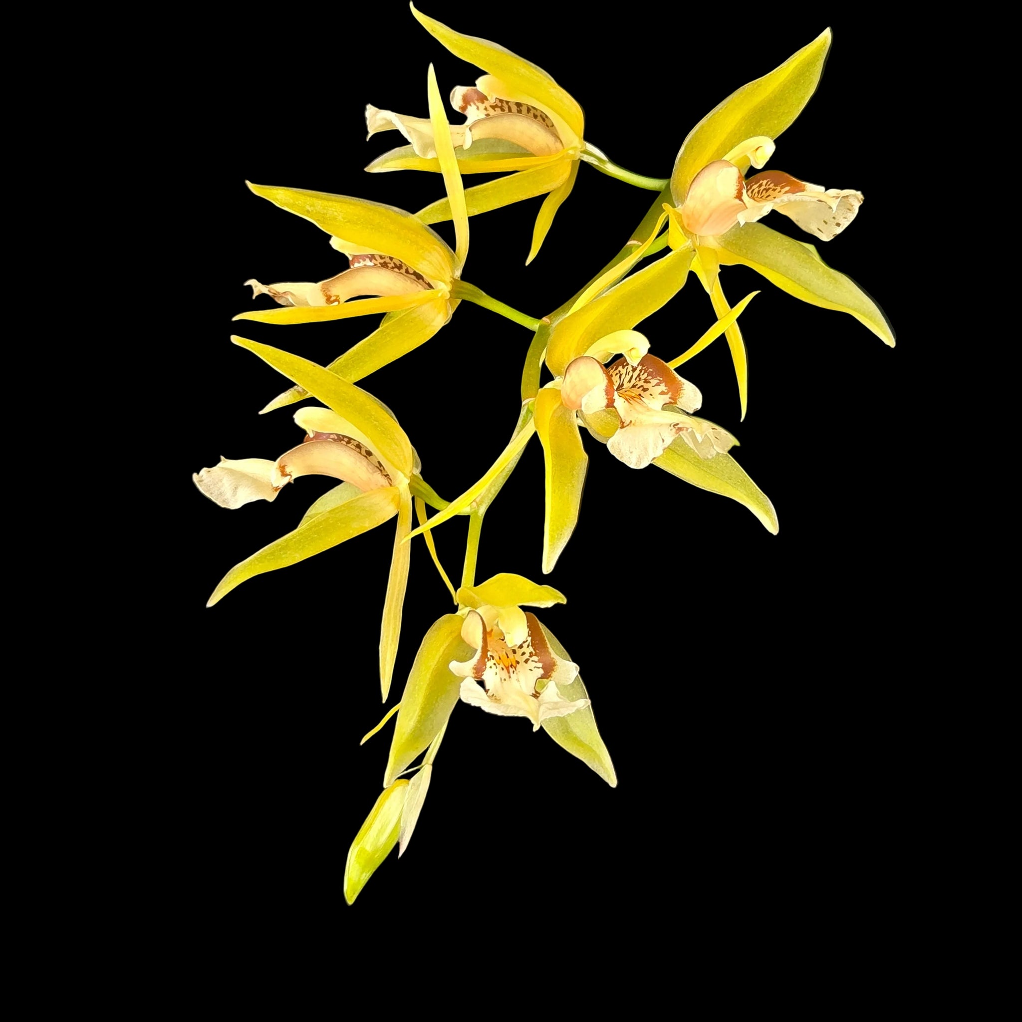 Coelogyne fuscescens
