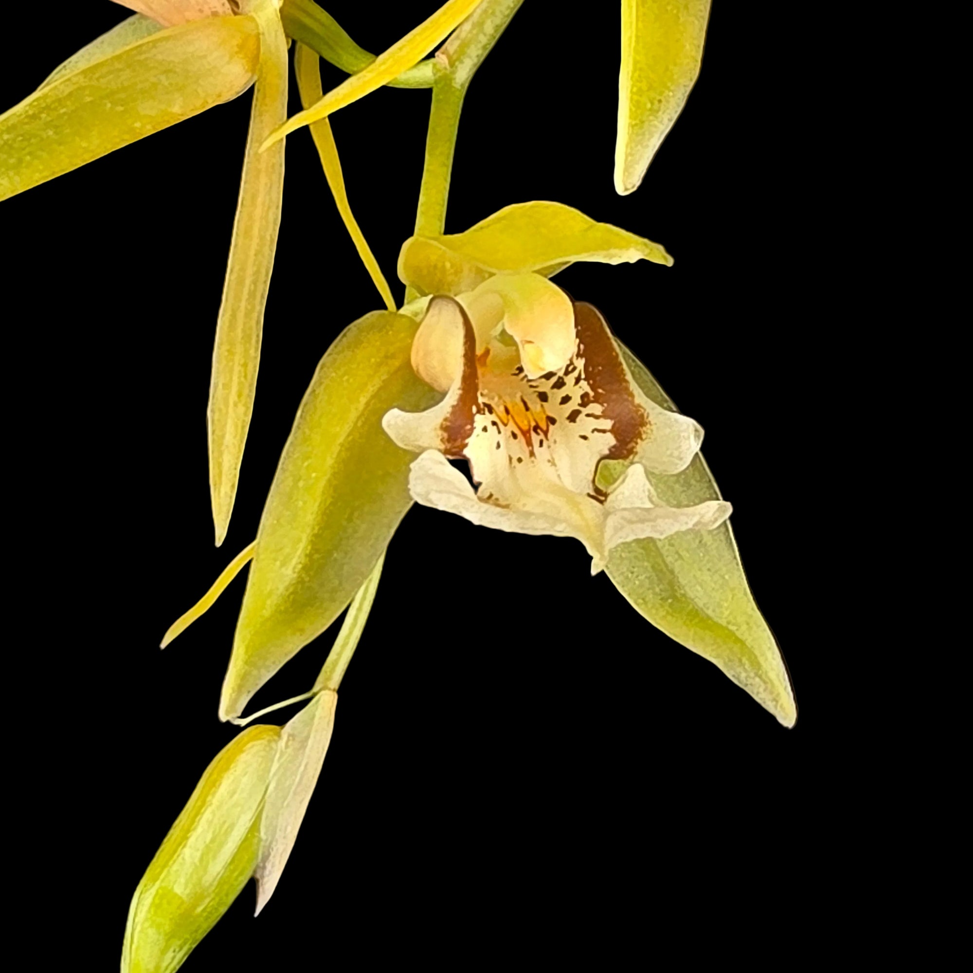 Coelogyne fuscescens