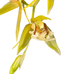 Coelogyne fuscescens