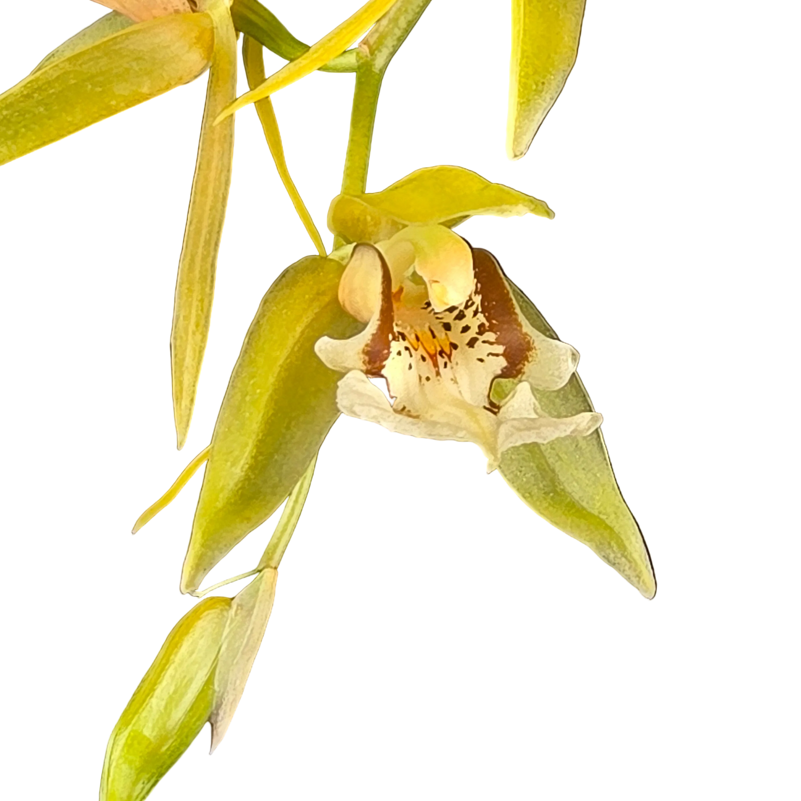 Coelogyne fuscescens