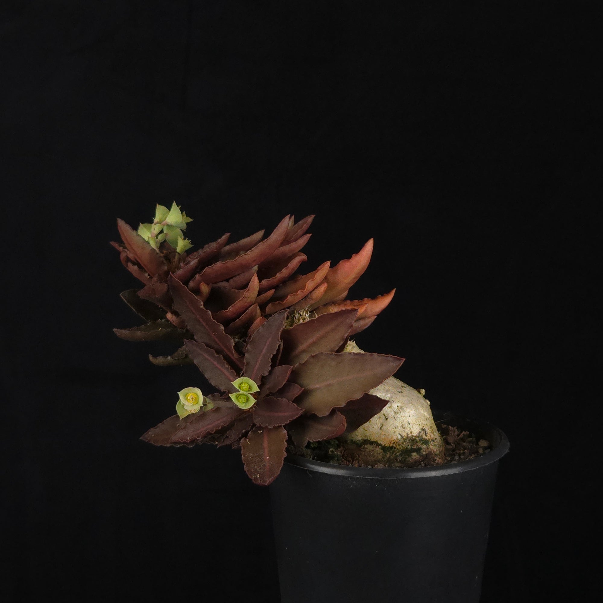 Euphorbia francoisii (WA Prohibited) – Mature Caudex Specimen Plants