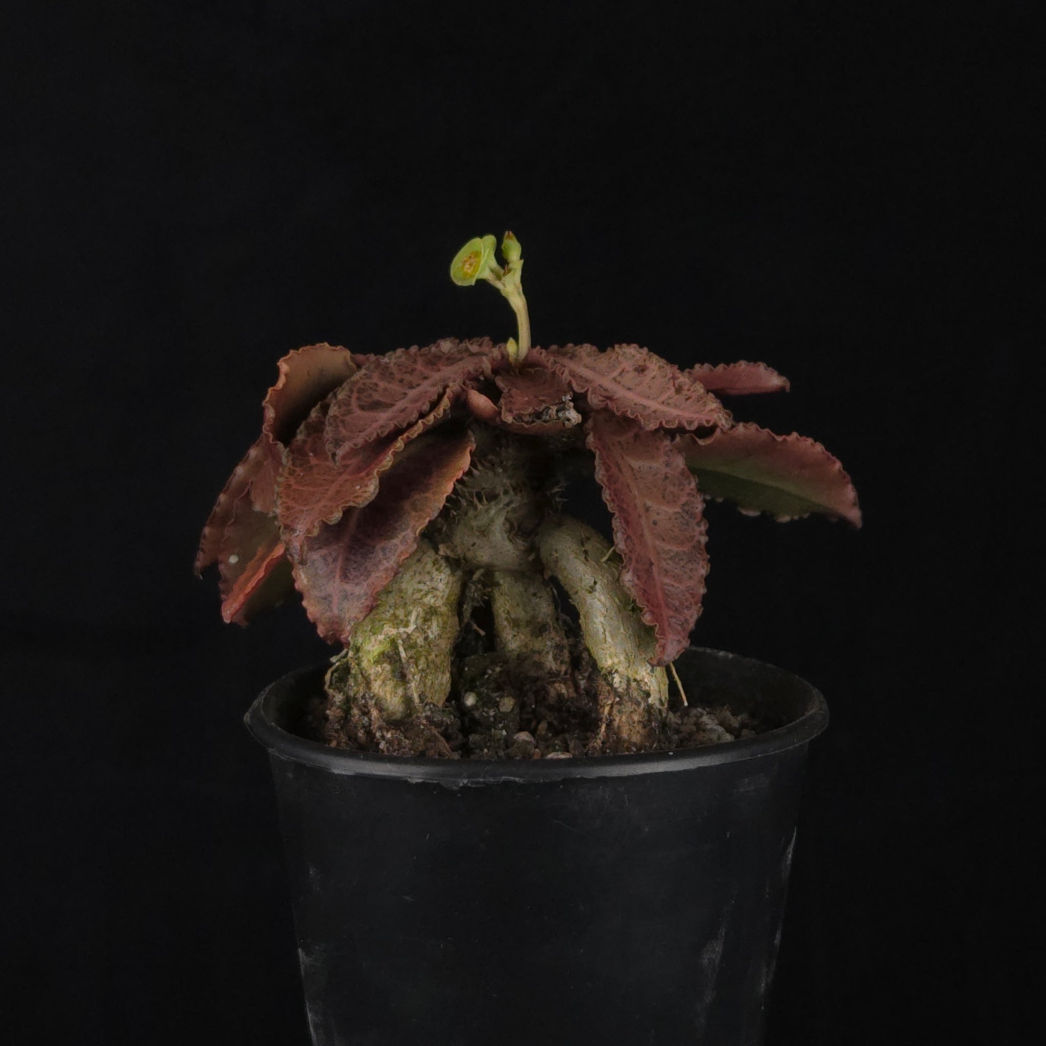 Euphorbia francoisii (WA Prohibited) – Mature Caudex Specimen Plants