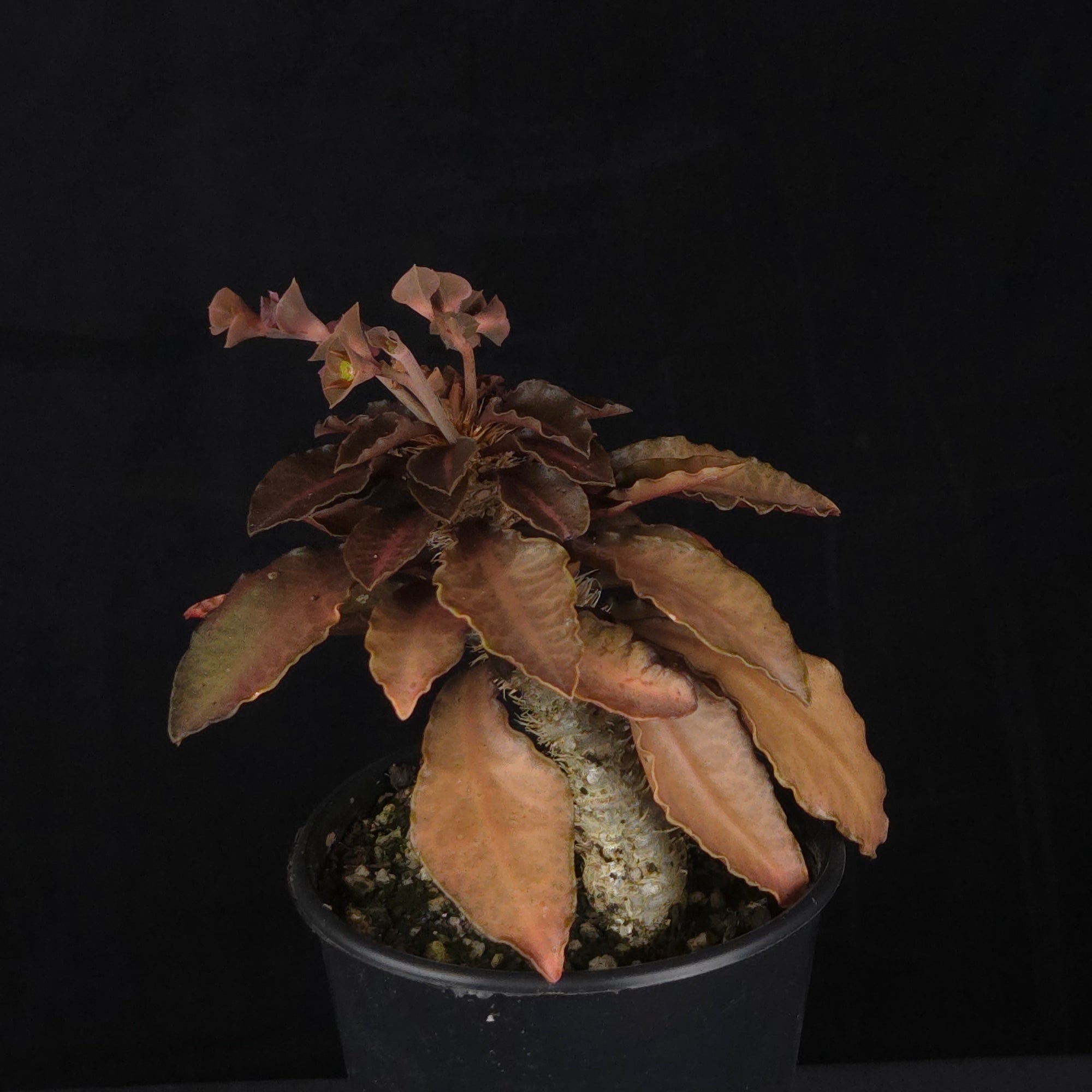 Euphorbia francoisii (WA Prohibited) – Mature Caudex Specimen Plants